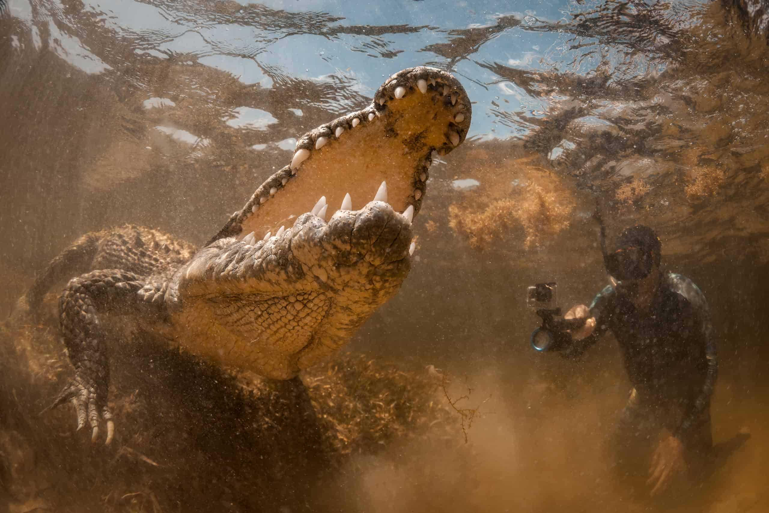 2560x1707 Could You Survive a Crocodile Attack With Just Your Bare Hands?