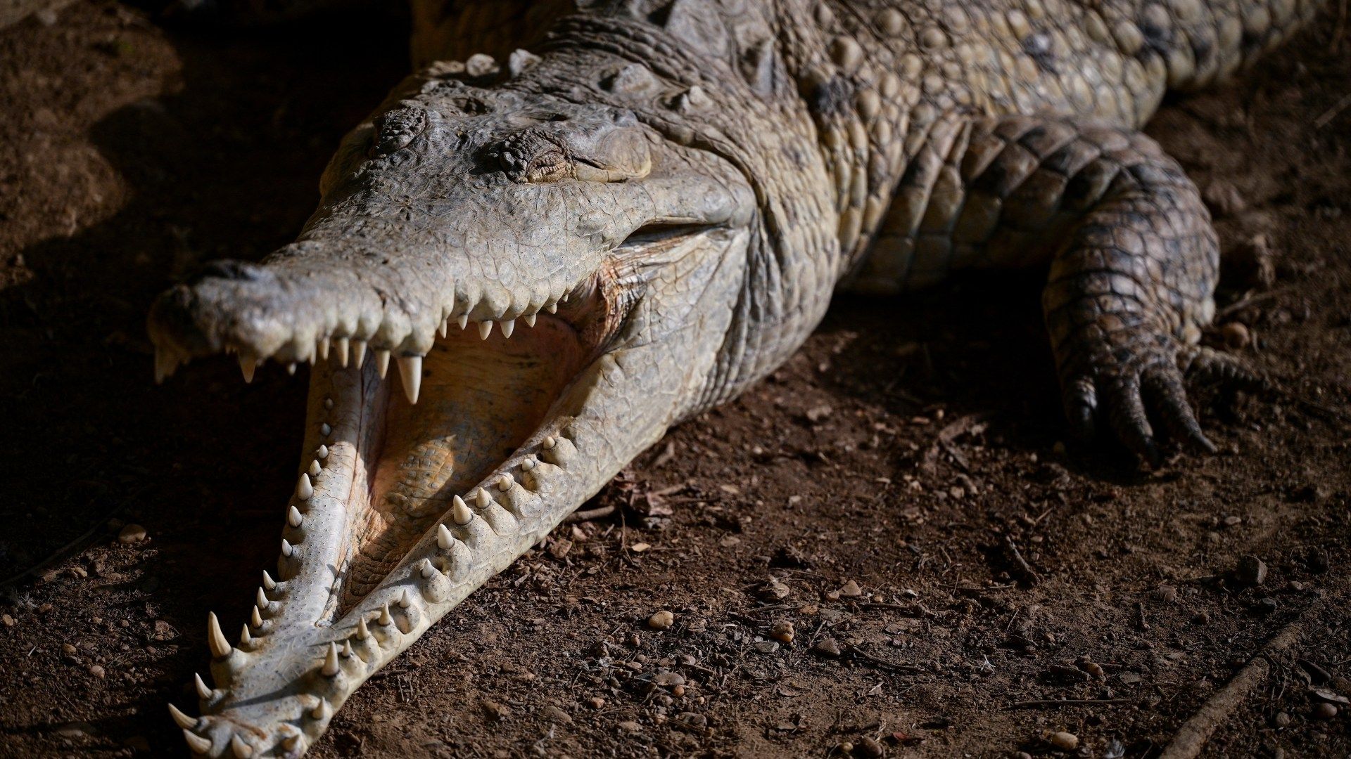 1920x1080 Delaying Extinction': The Last Ditch Race To Save The Orinoco Crocodile. In Picture News