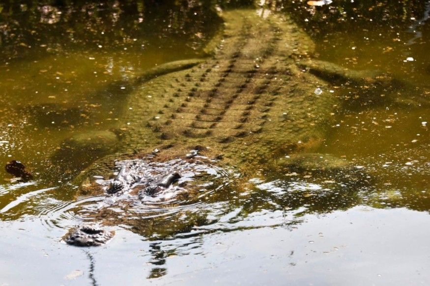 875x583 Crocodile Attacks Man in Queensland, Sparking Widespread Croc Search Off Archer Point