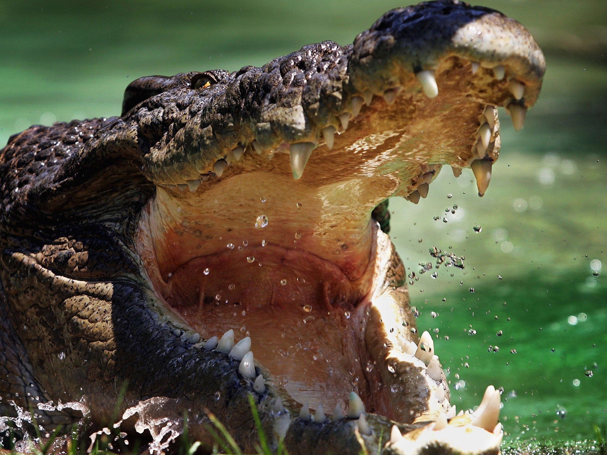 2048x1536 Australia: Man snatched in Darwin crocodile attack feared dead