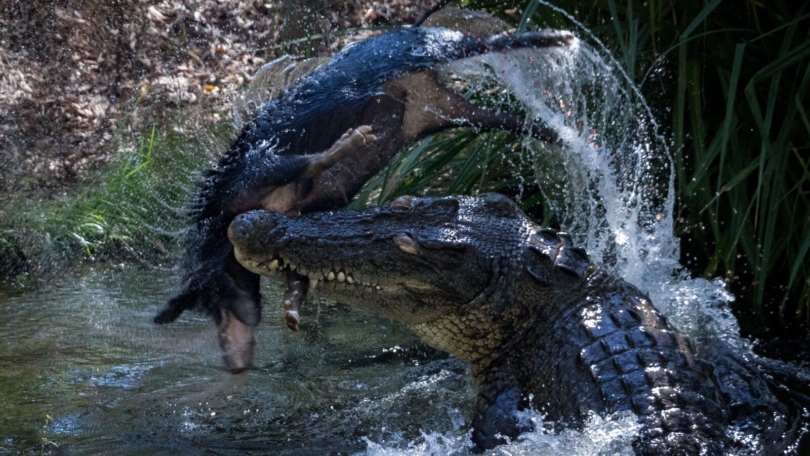 1600x900 Pigs to the Rescue: An Invasive Species Helped Save Australia's Crocodiles