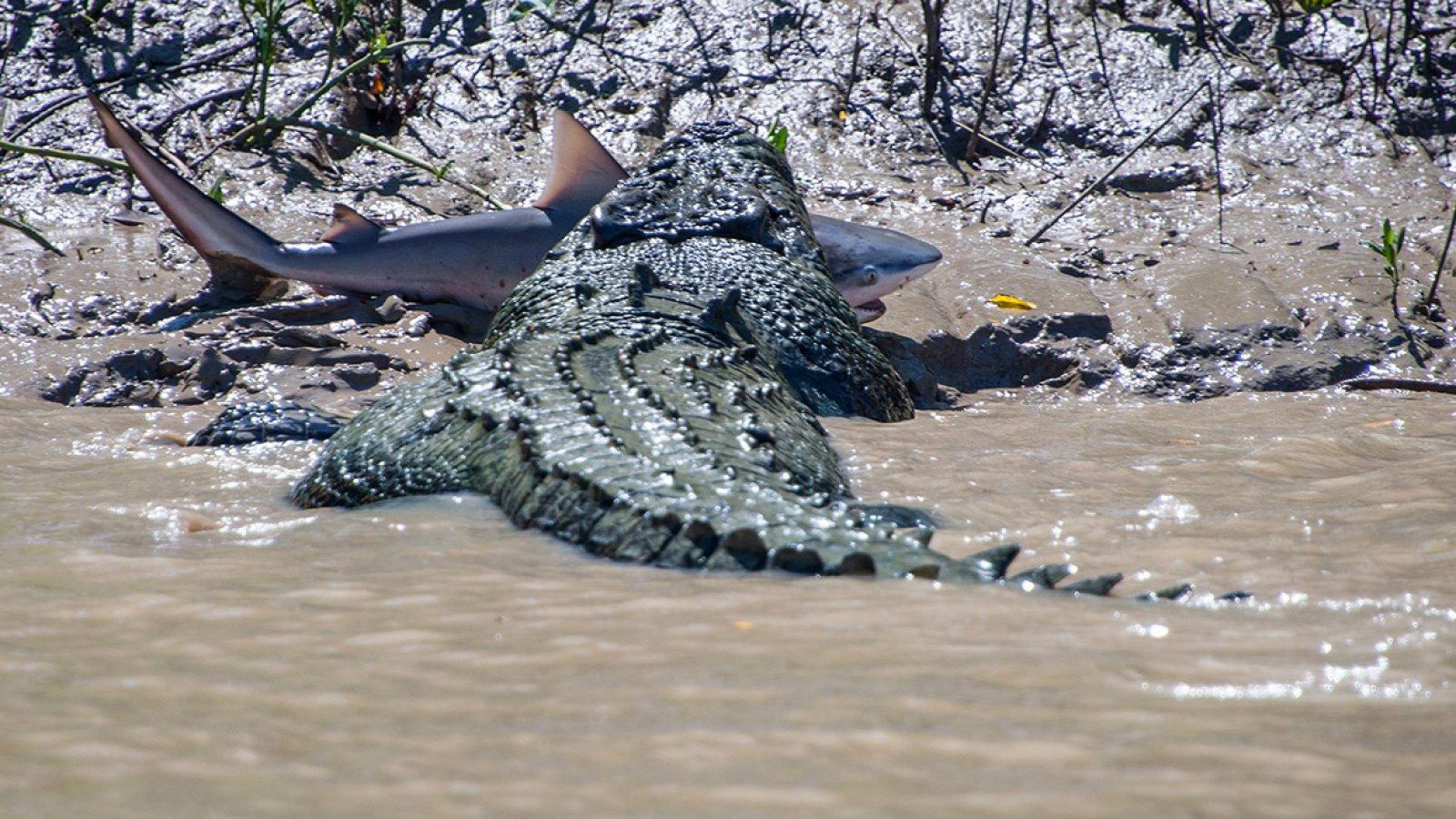 1600x900 Monster Crocodile v Jaws: Old Brutus Takes his Revenge on Shark in Australian Outback Battle [PHOTO]