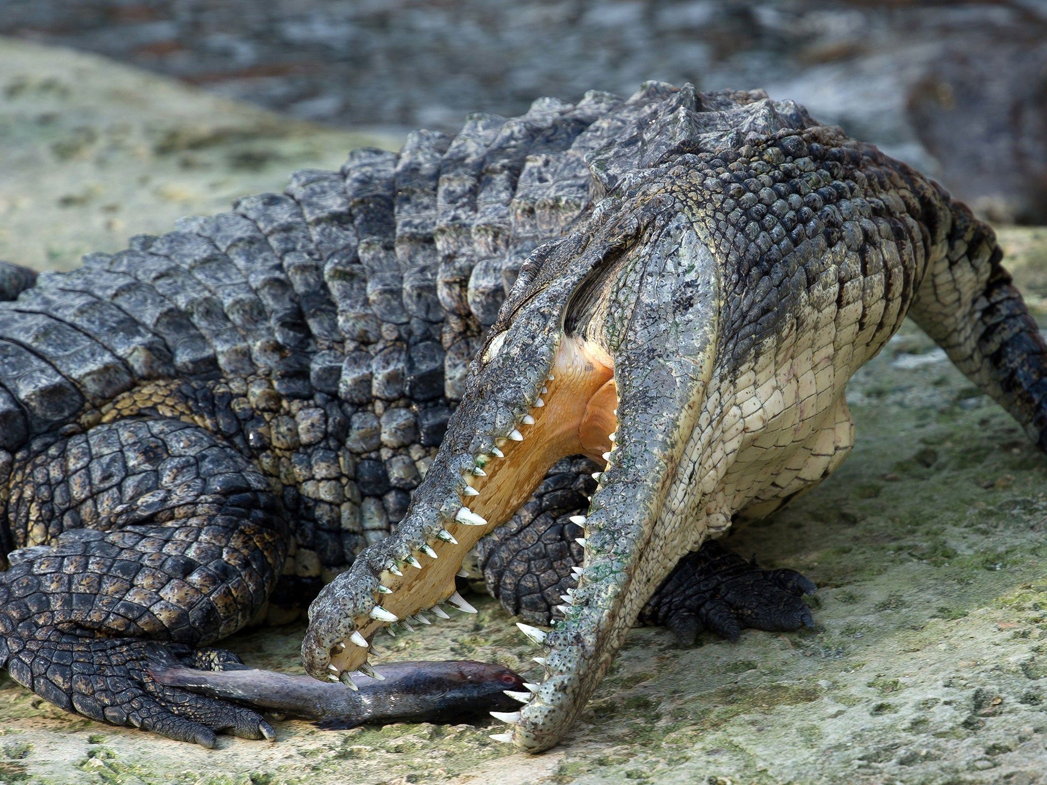2048x1536 Woman fails to save friend in Australian crocodile attack