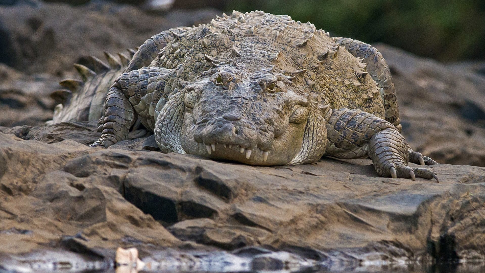 1920x1080 Mugger: River Monster or Peaceful Giant?