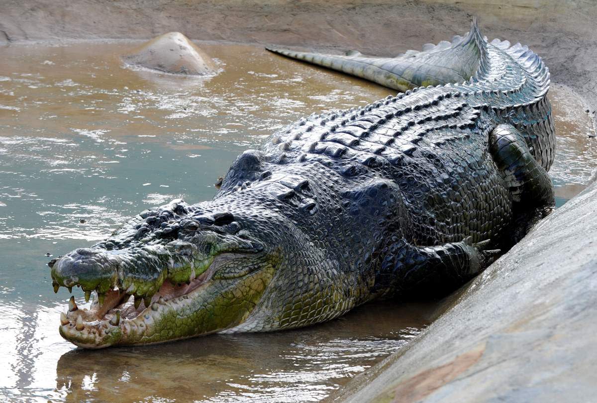 1200x810 The Saltwater Crocodiles