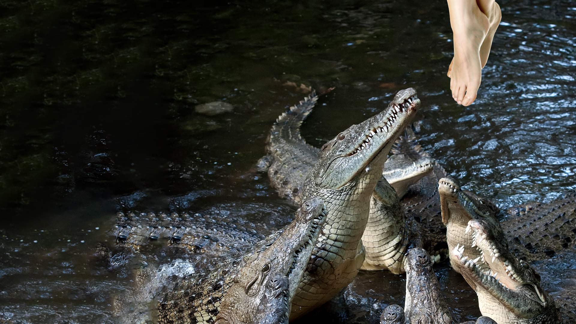 1920x1080 How to Survive a Crocodile Attack. What If Show