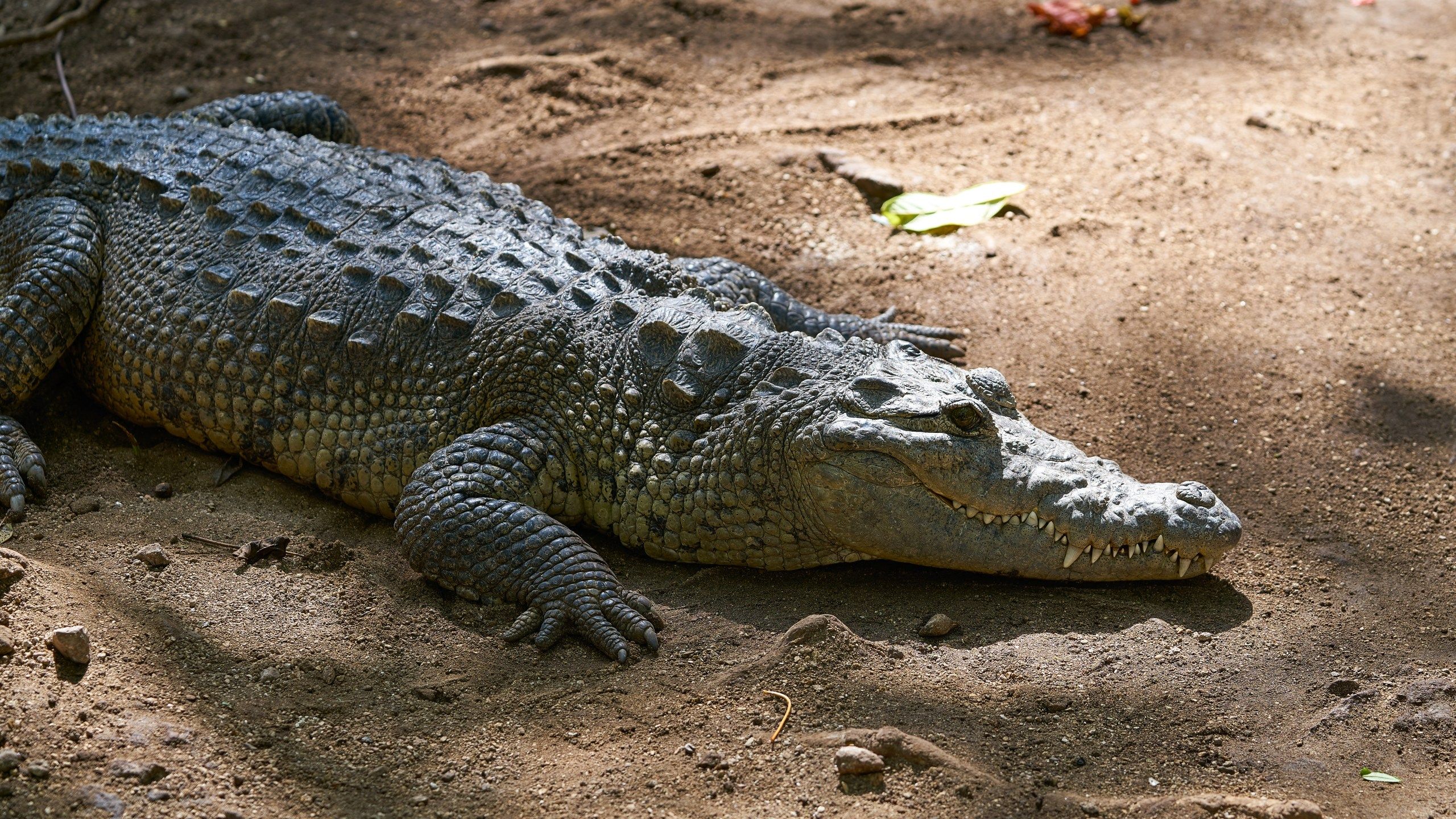 2560x1440 Coloradans injured in Mexico crocodile attack