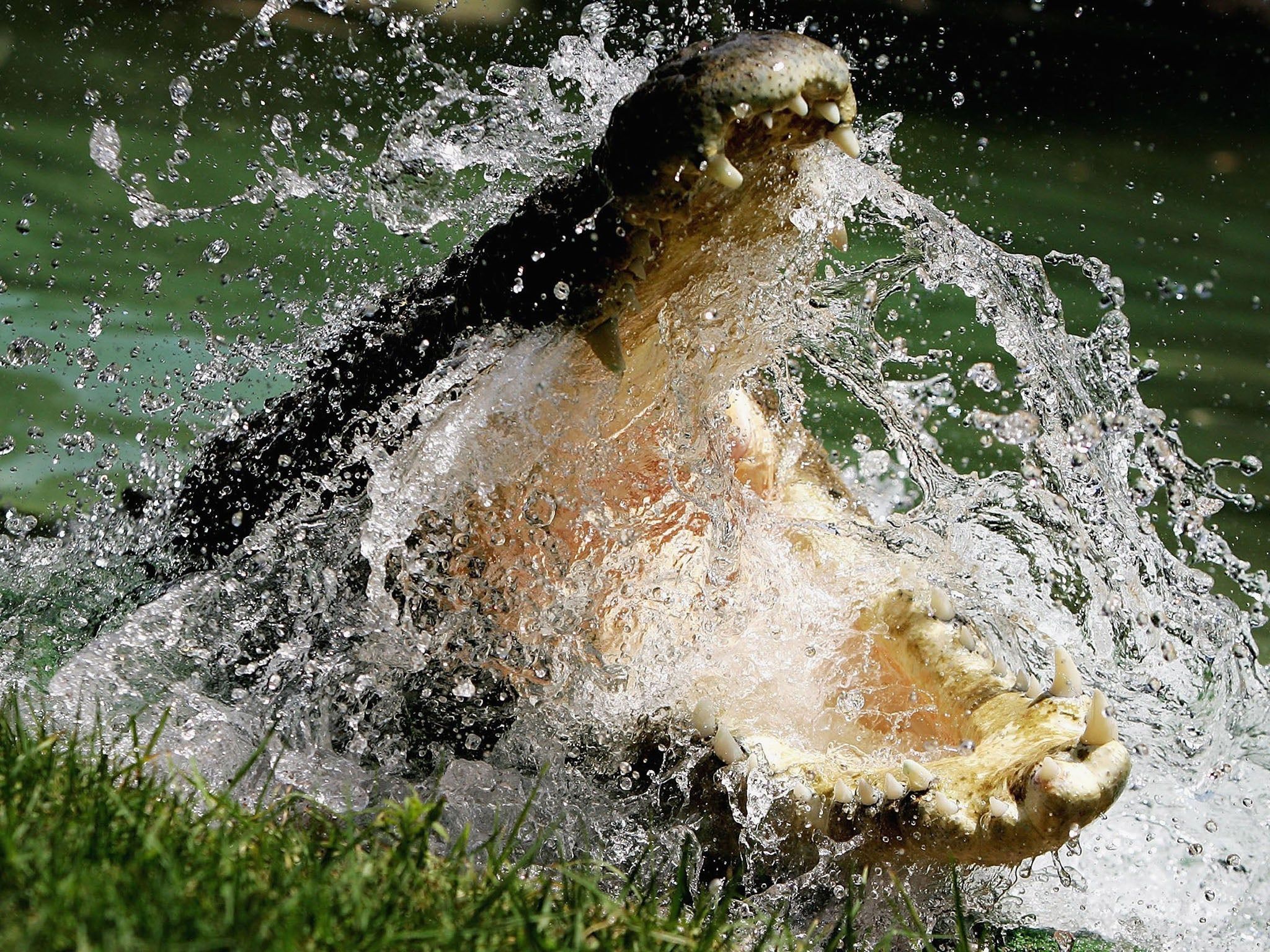 2048x1536 A crocodile terrorising a community and locals hungry for revenge: how a spate of attacks sparked a conservation debate