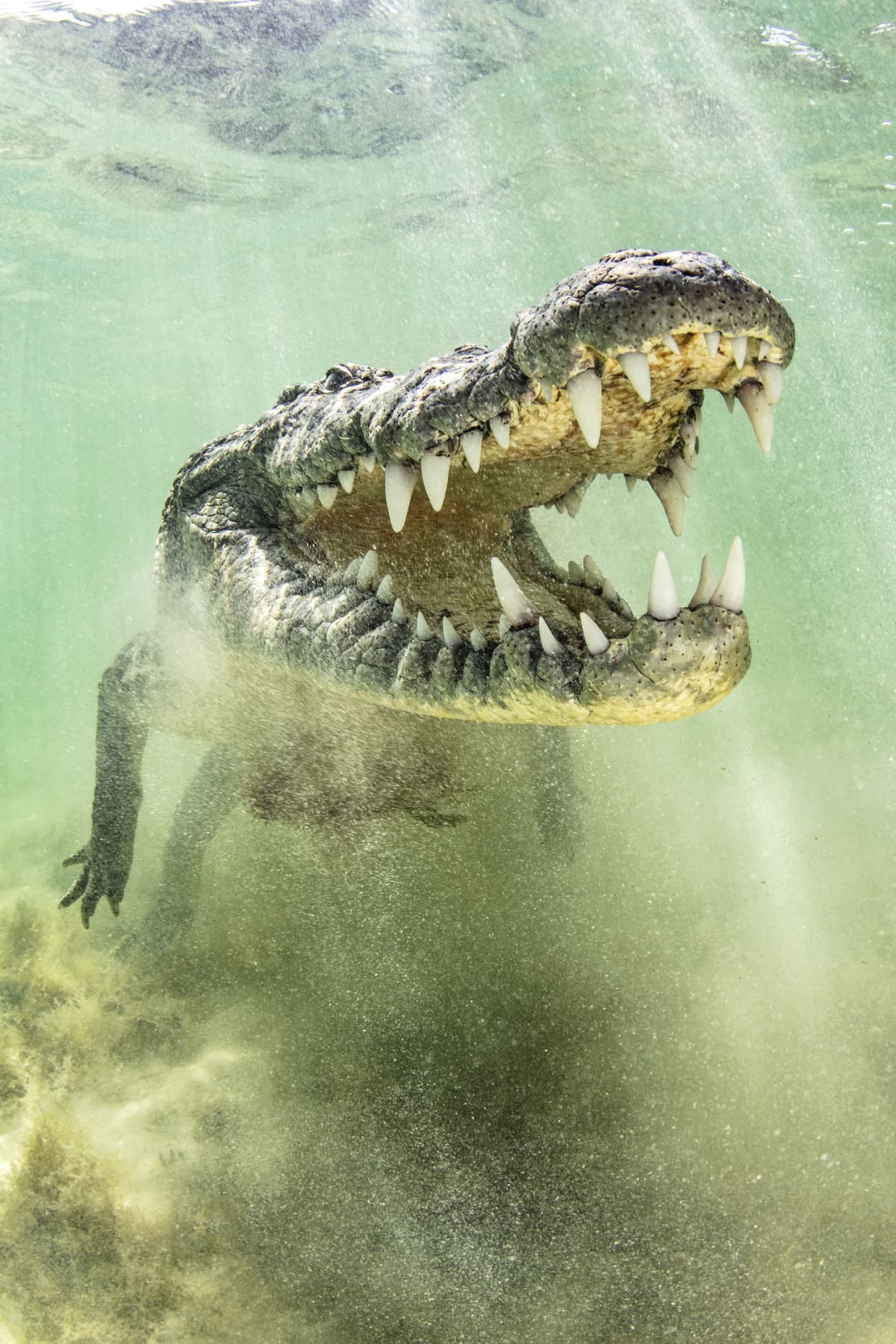 1200x1800 Crocodile attack at popular WA tourist attraction leaves 2 men injured