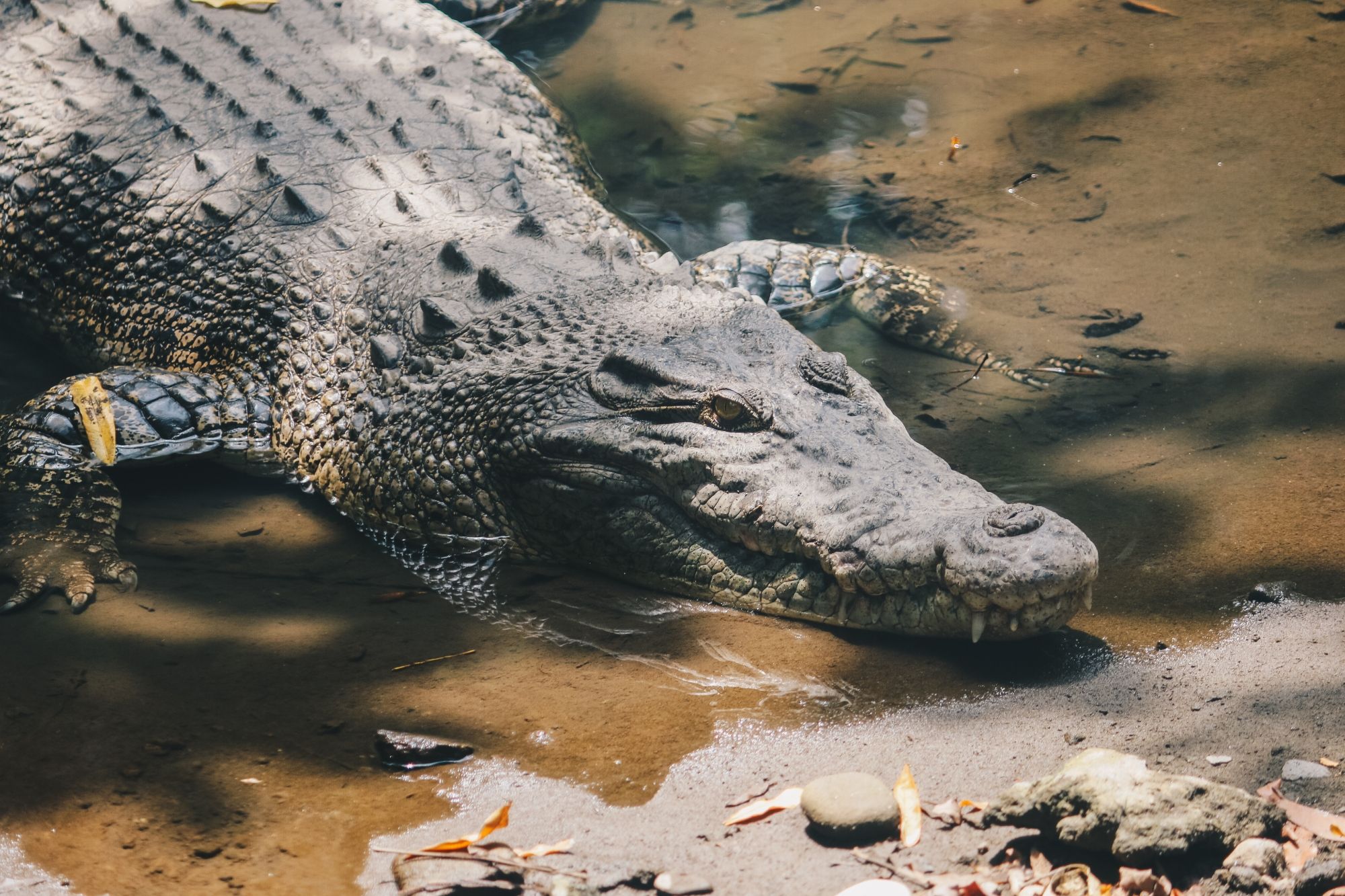 2000x1333 crocodile attacks Archives