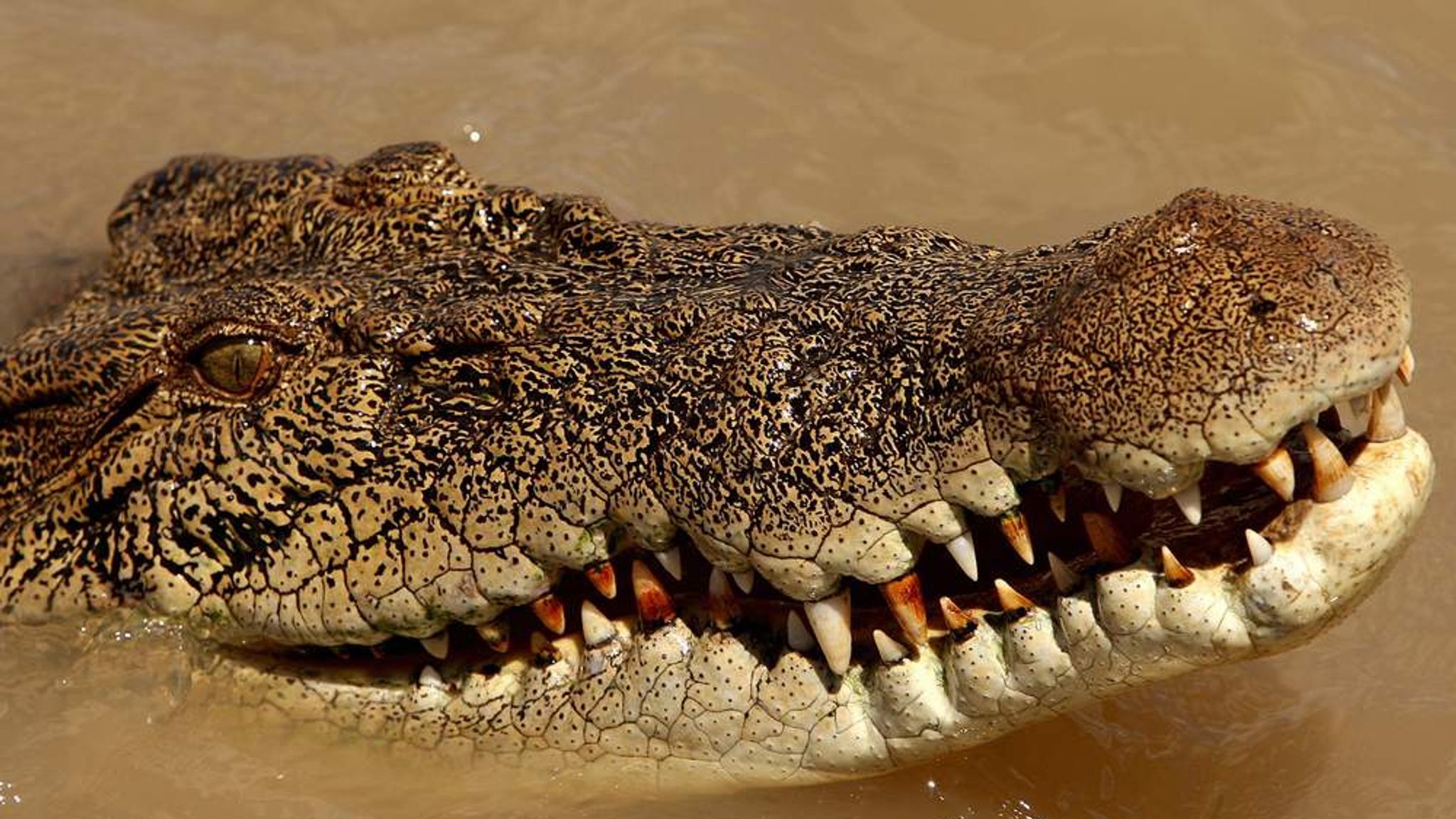 2048x1152 Man Pokes Crocodile In Eye To Stop Attack
