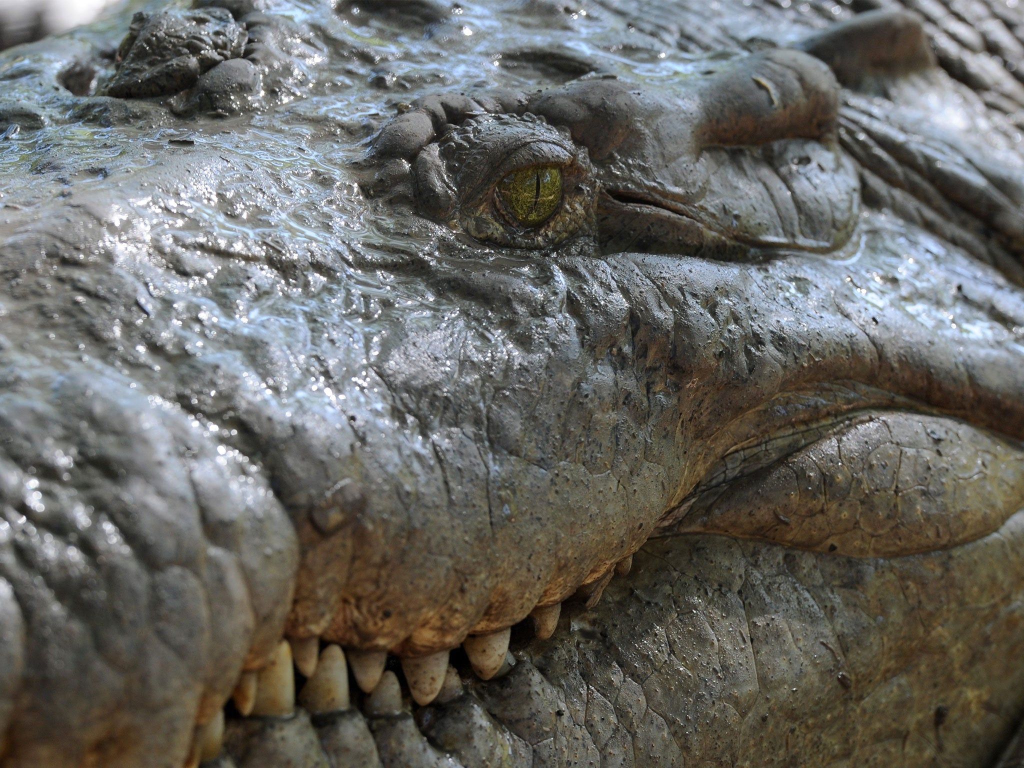2048x1536 Surfer survives crocodile attack after friend fights it off with his bare hands