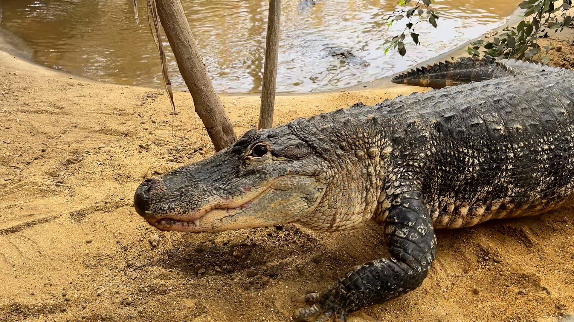 1920x1080 Inside Cambridgeshire crocodile zoo where boy, was attacked