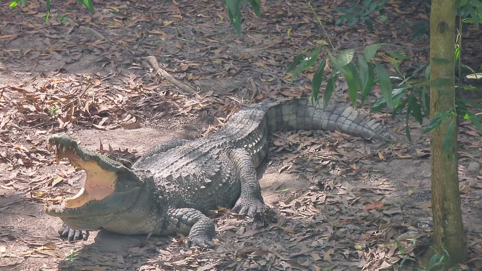 1920x1080 Crocodile in Natural Habitat Displaying Behavior