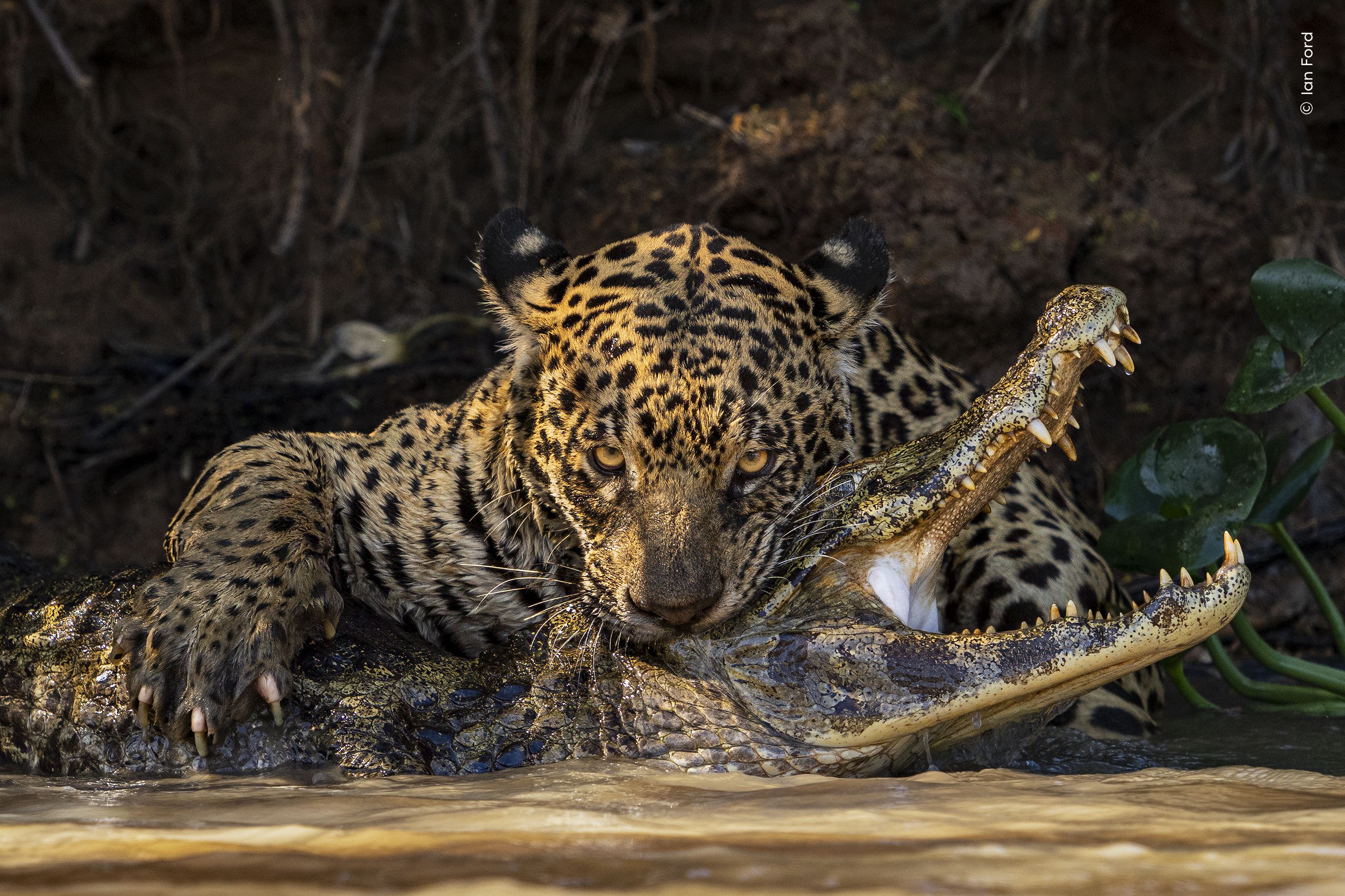 2560x1706 Deadly Bite. Wildlife Photographer of the Year. Natural History Museum