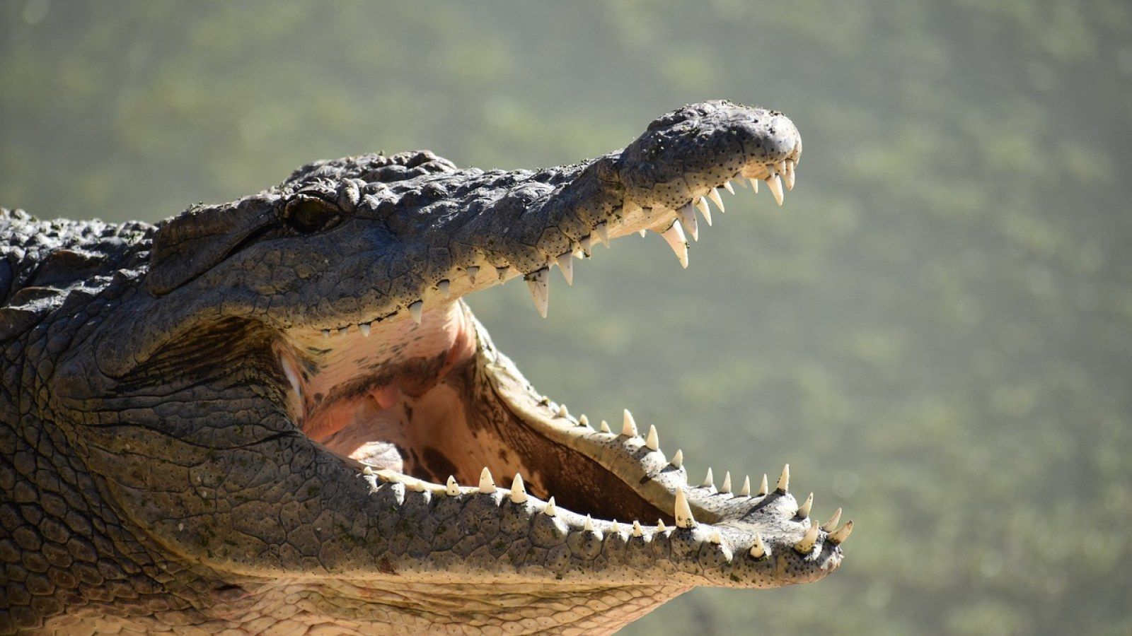 1600x900 Crocodile Attacks 26 Year Old Man Taking A Bath In A River In Namibia; Why This Aggressive Reptile Assaults Humans?
