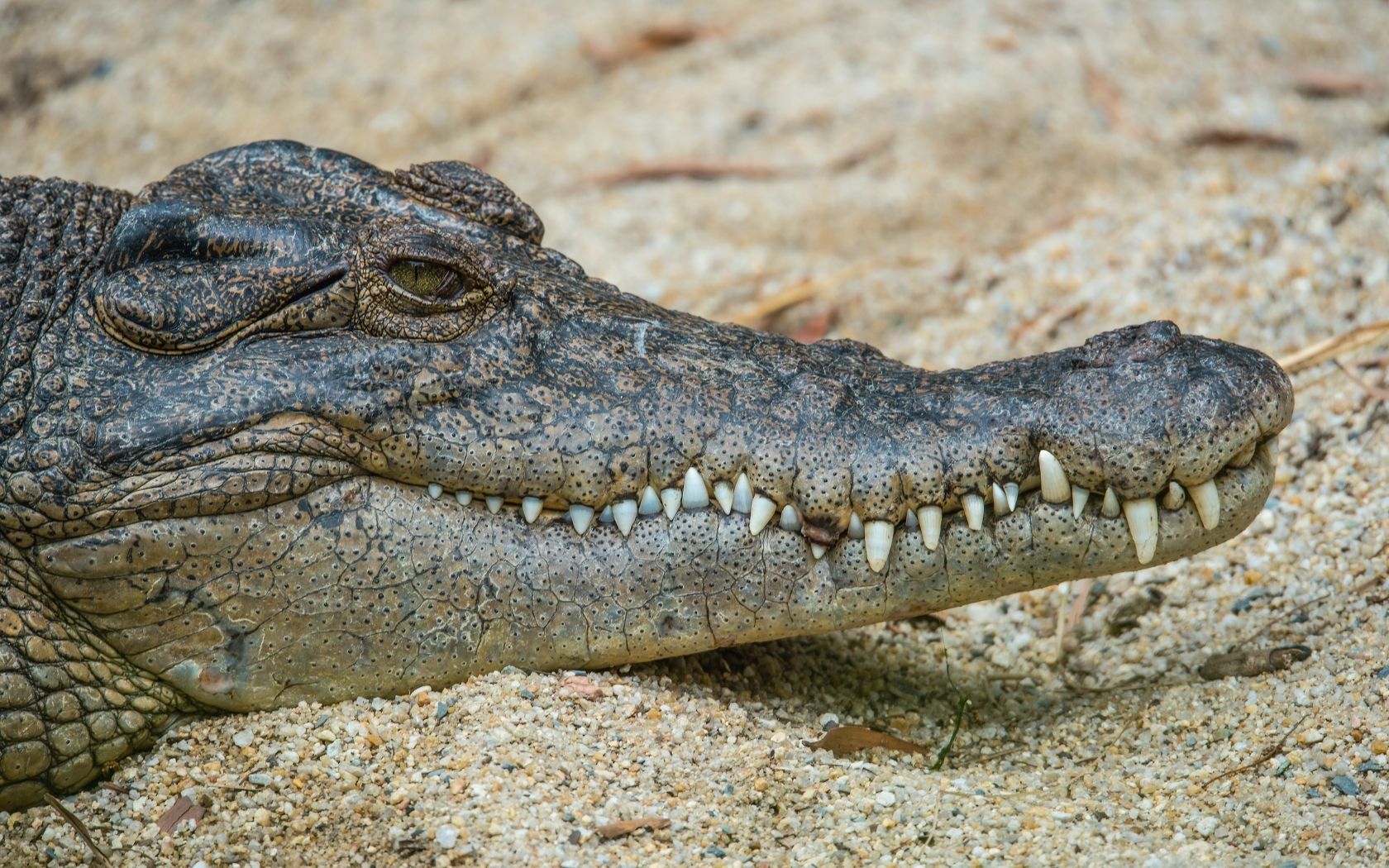 1680x1050 In The Latest Of Crocodile Attacks, A Queensland Man Saved His Skull