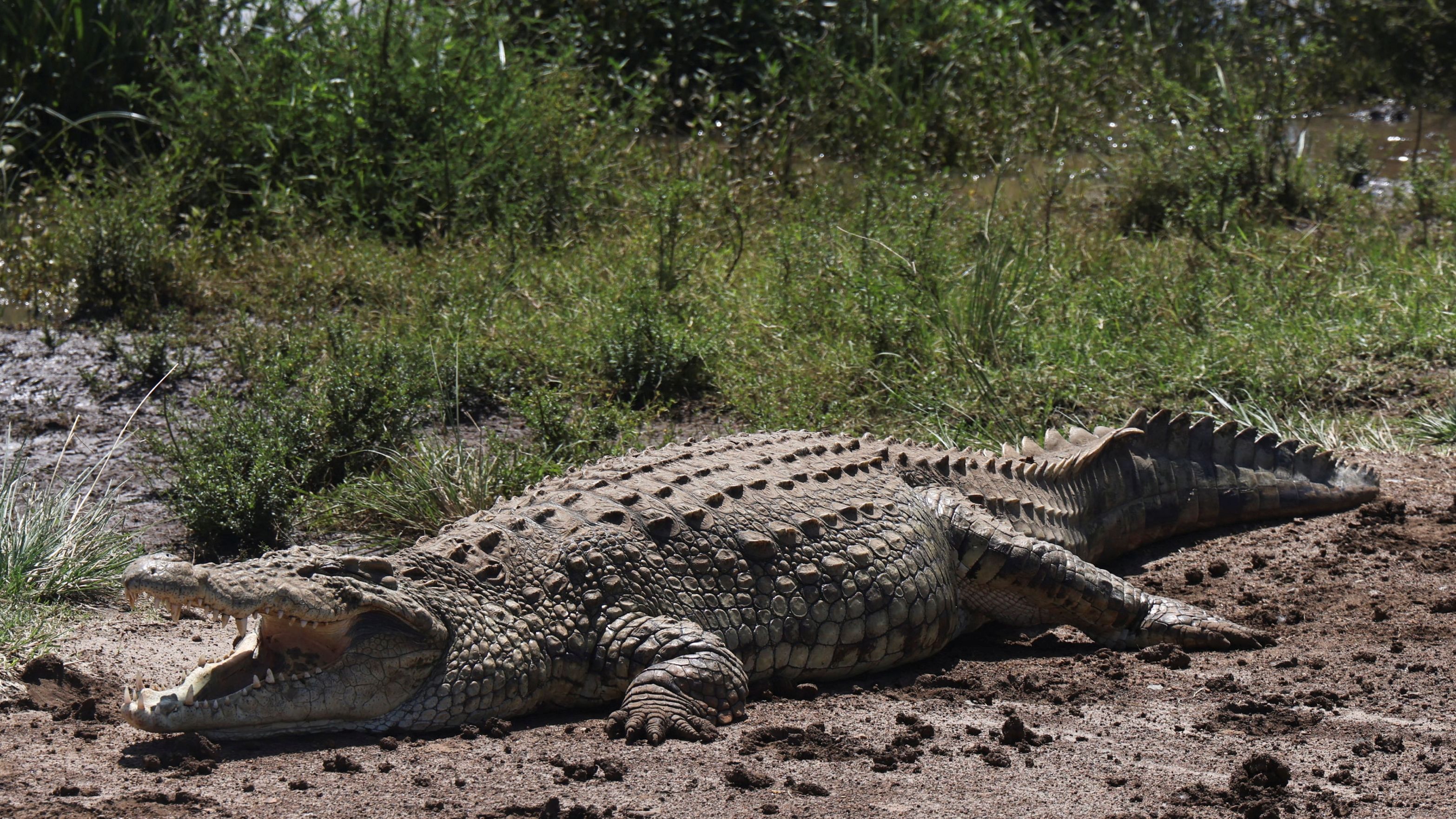 3132x1762 Stranger Throws Child, Into Crocodile Exhibit
