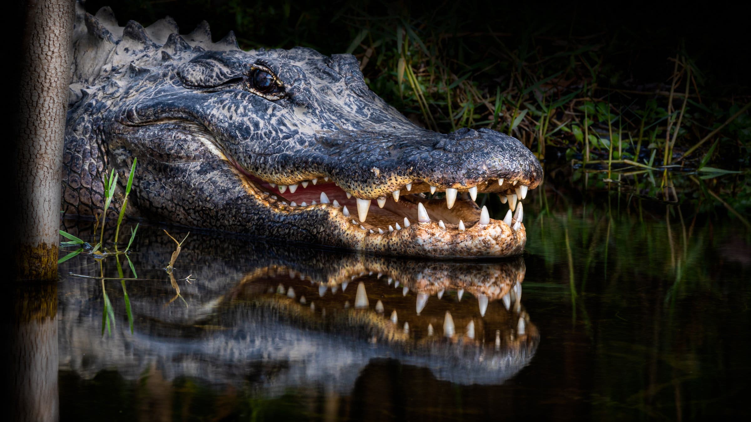 2400x1350 What You Need to Know About Alligators Before Hiking or Paddling in Florida