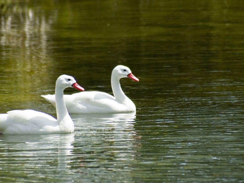 1024x768 two white ducks the free desktop wallpaper download two white