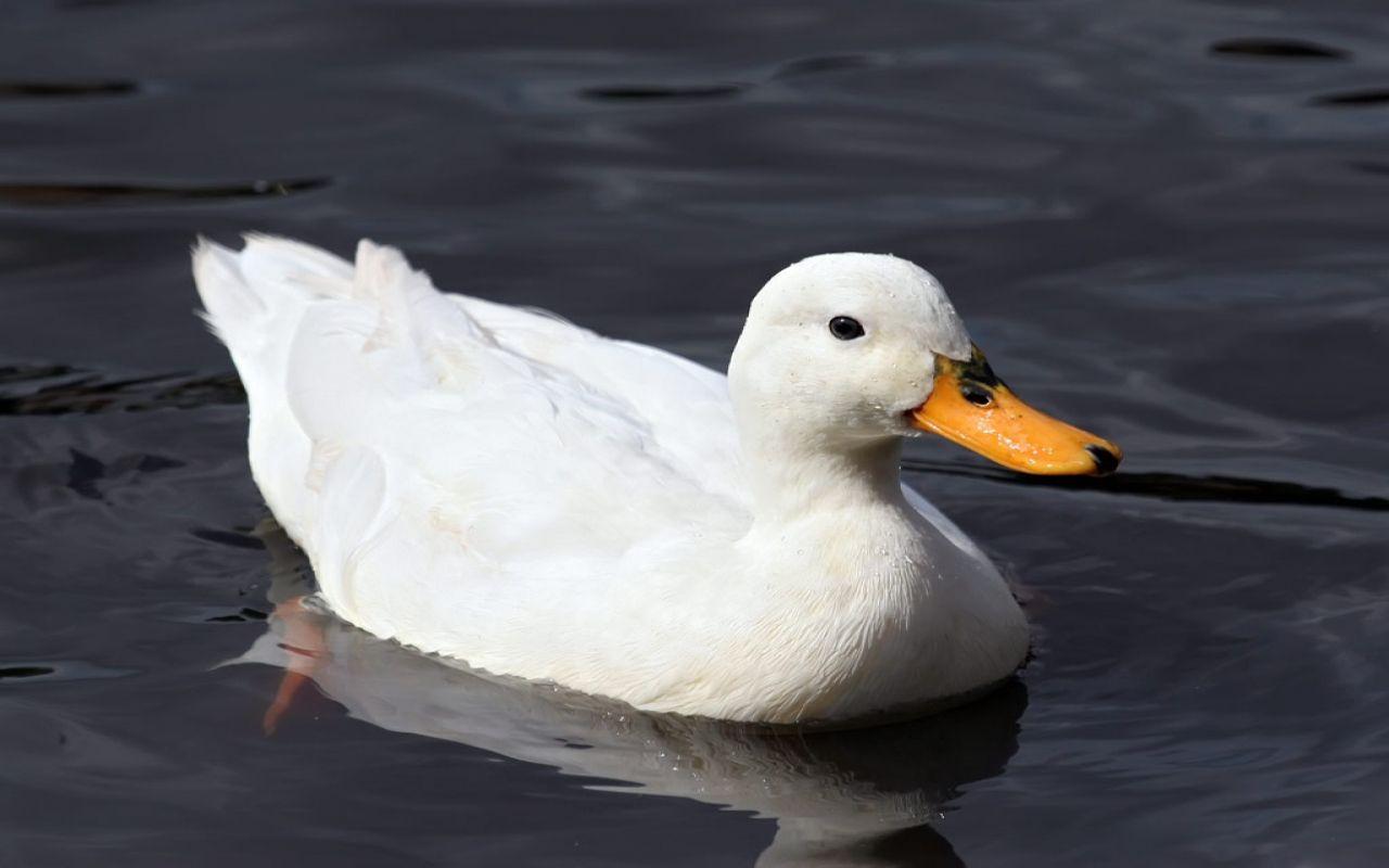 1280x800 Duck Wallpaper