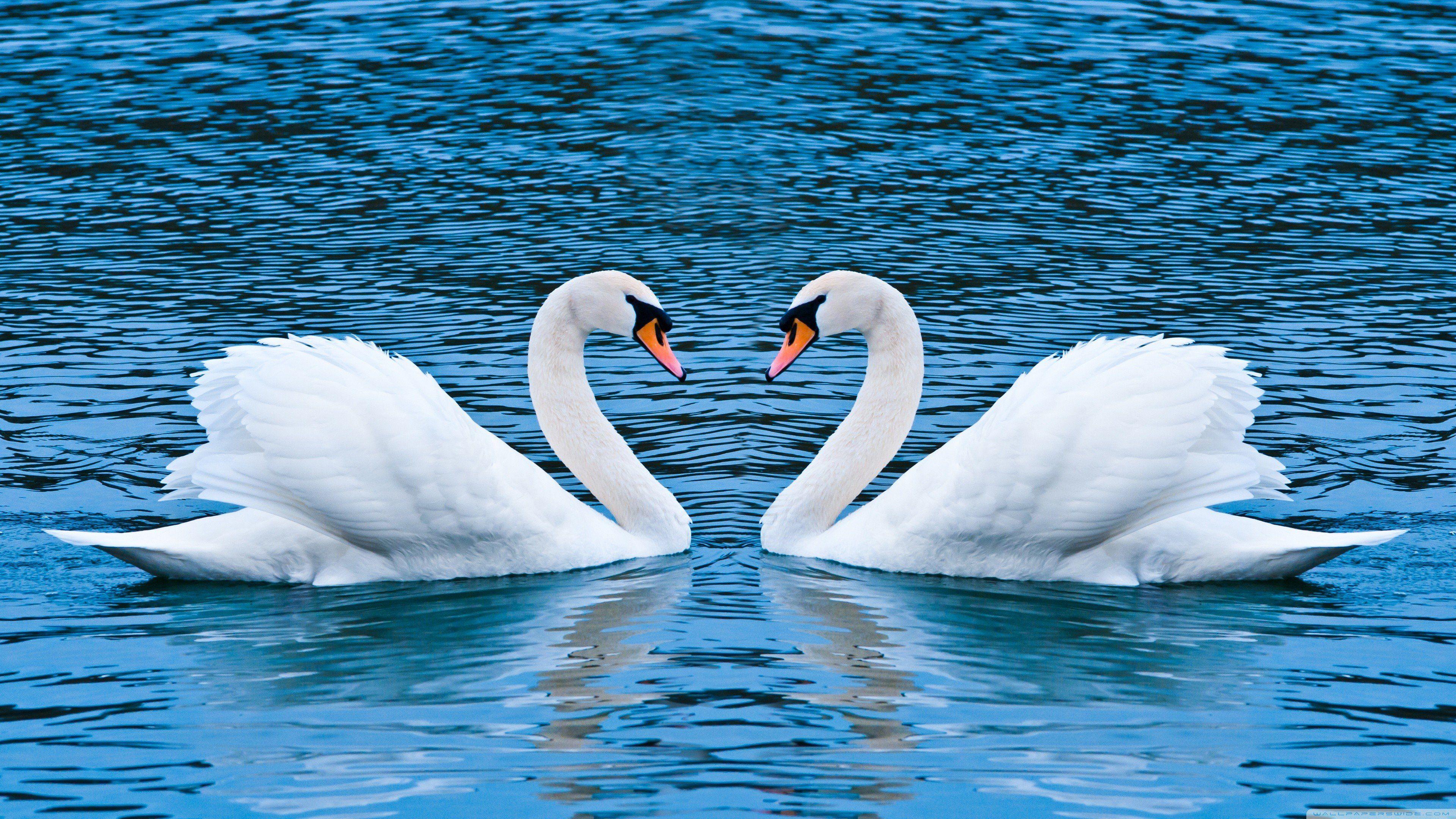 3840x2160 White Swans In Love HD Wallpaper Download For Mobile