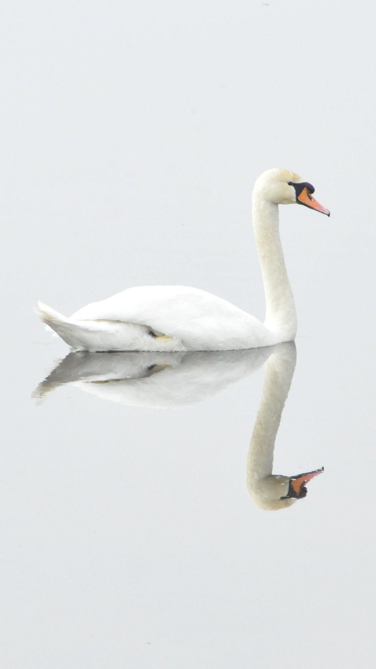 1440x2560 White Swan on Water Wallpaper, Android & Desktop Background
