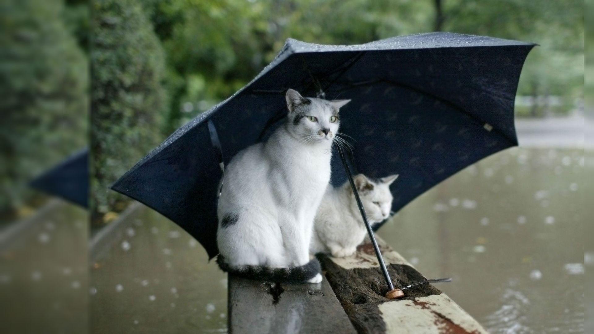1920x1080 Bad Weather, 1920x1080 HD Wallpaper and FREE