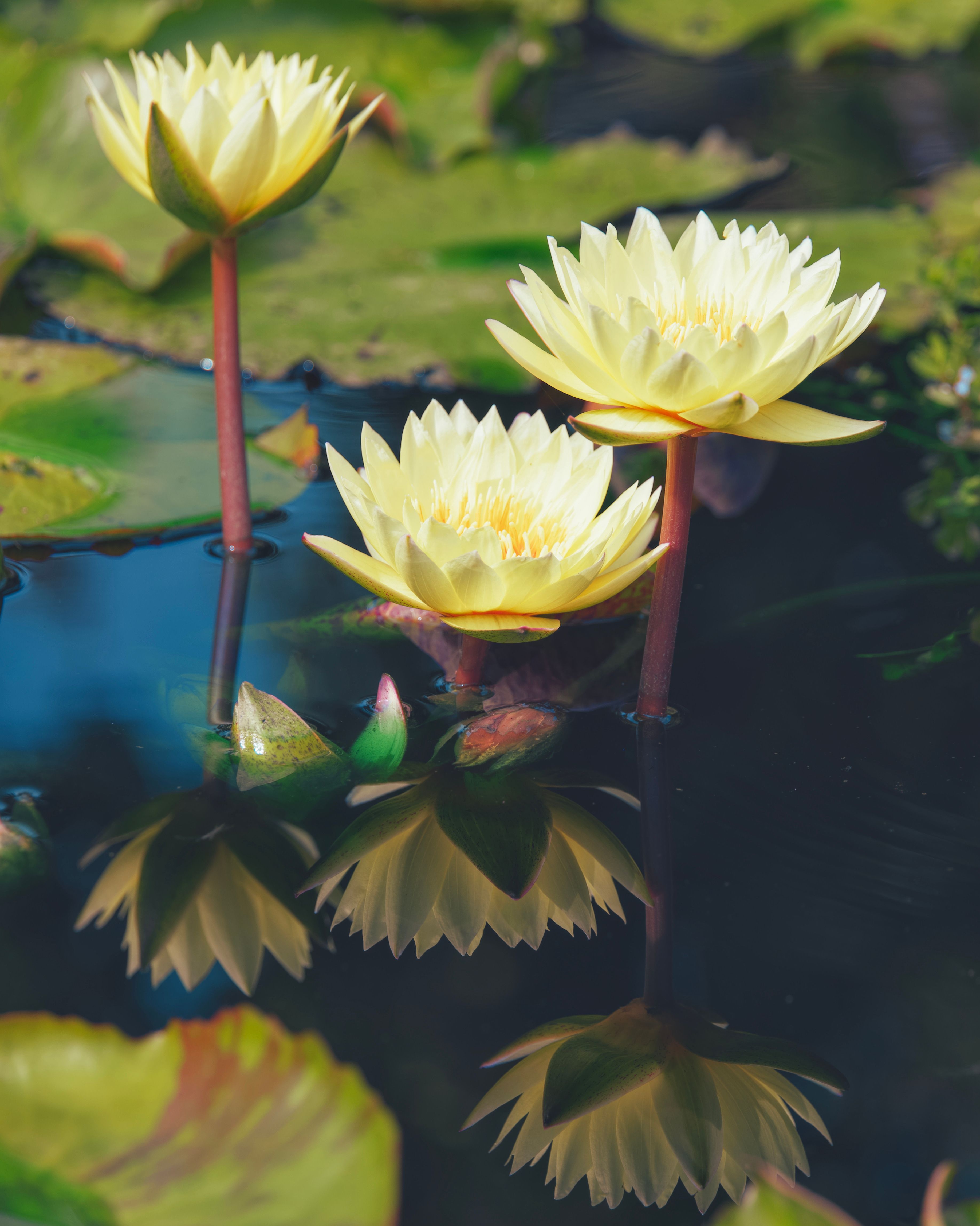3671x4588 Yellow Lotus Flower Photo, Download The BEST Free Yellow Lotus Flower & HD Image