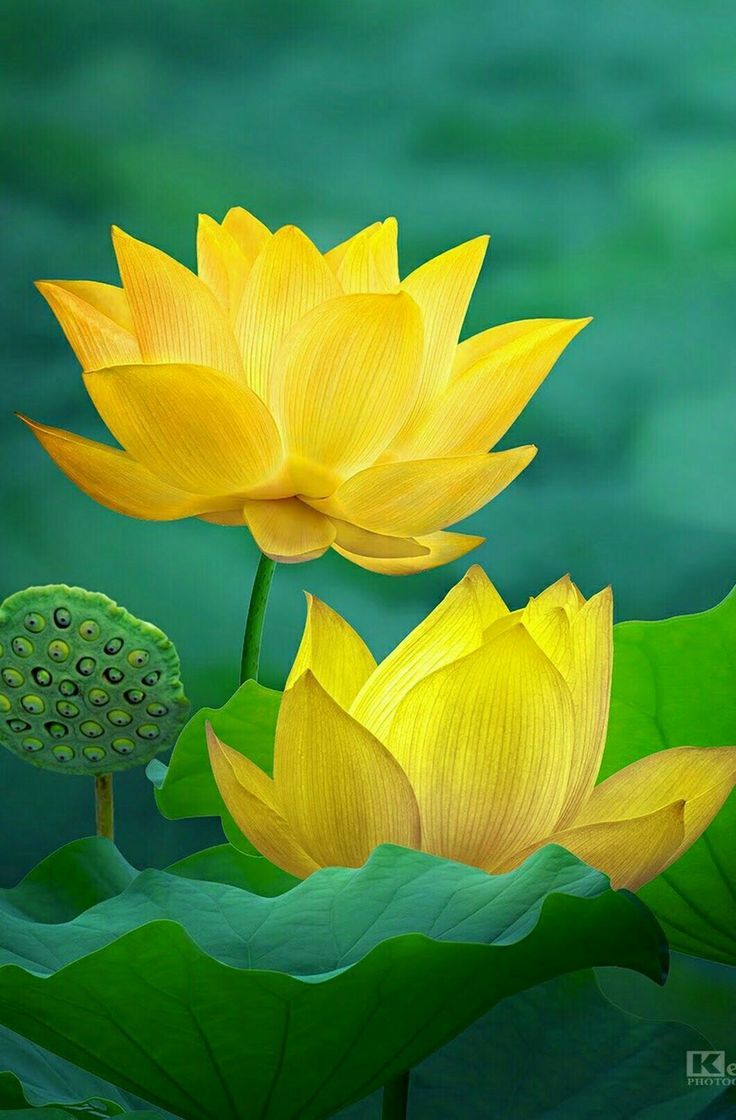 736x1120 Beautiful Lotus Flower Picture. Yellow lotus background, Picture of yellow lotus flowers, Yellow lotus flower