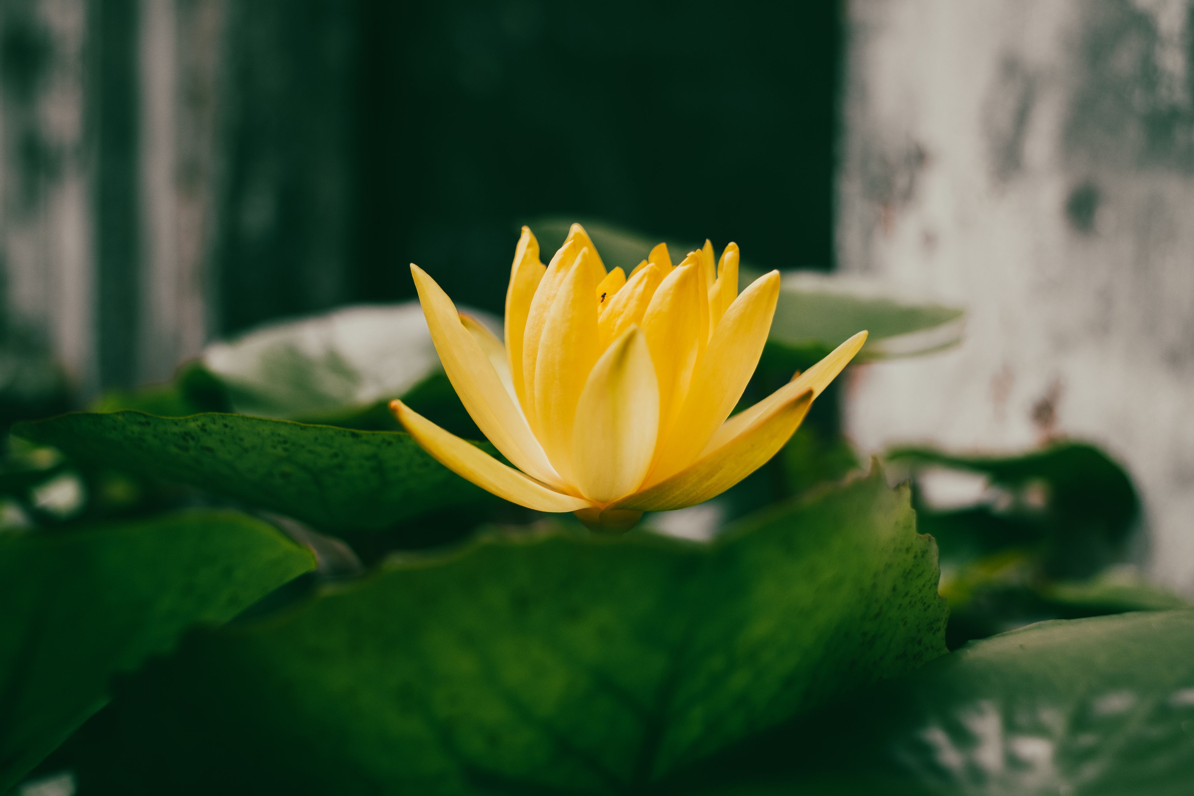 4096x2731 Yellow Lotus Flower Photo, Download The BEST Free Yellow Lotus Flower & HD Image
