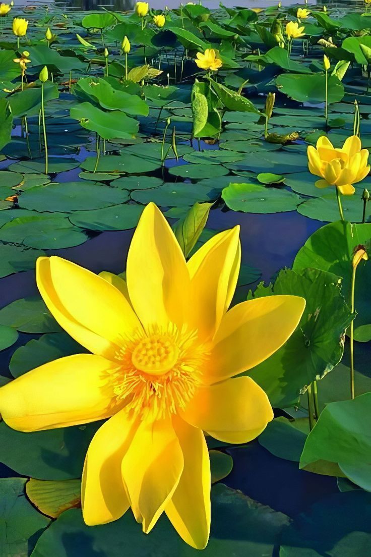 736x1104 Yellow Lotus