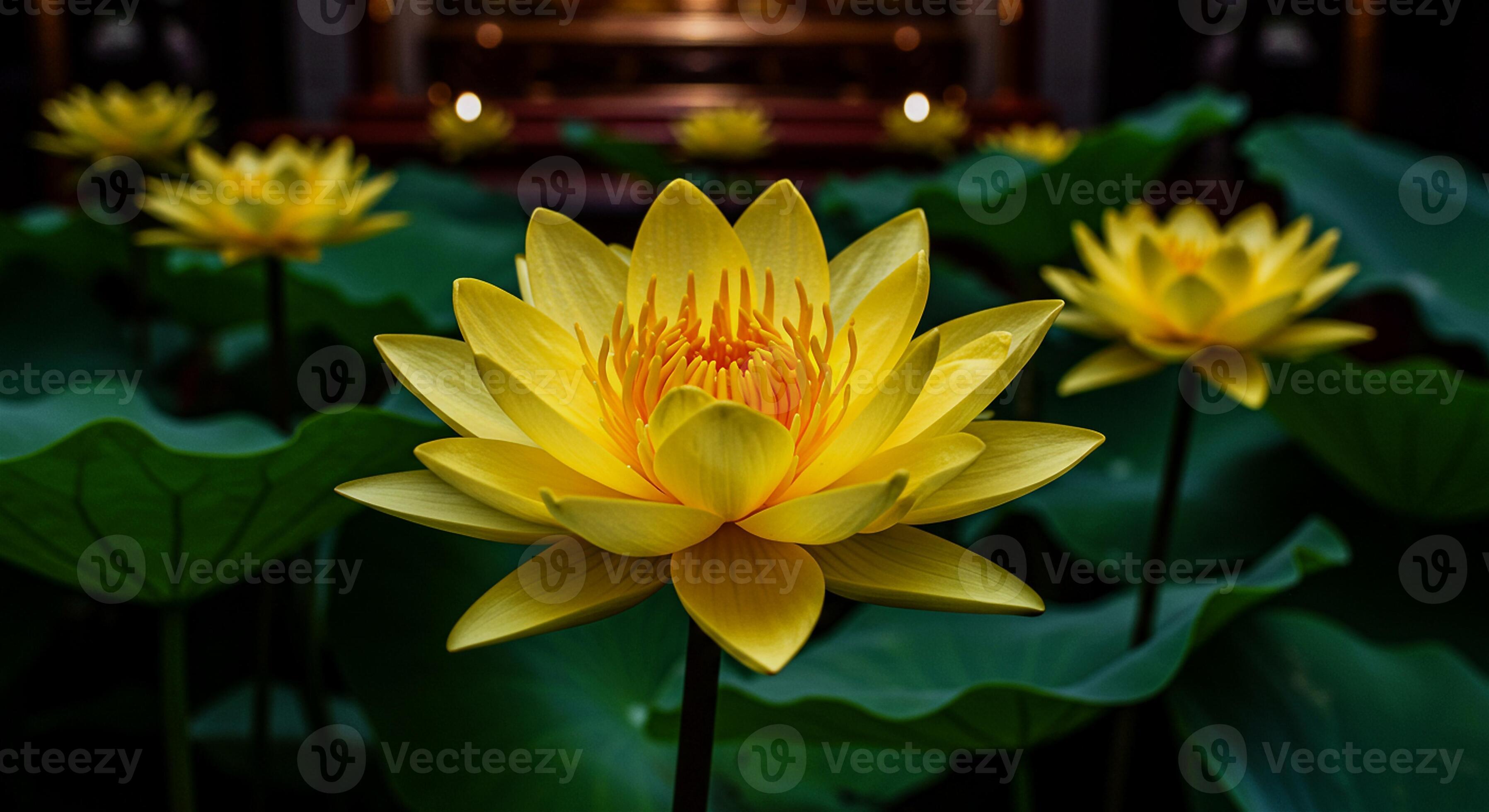 3593x1960 Closeup of vibrant yellow lotus flower in full bloom