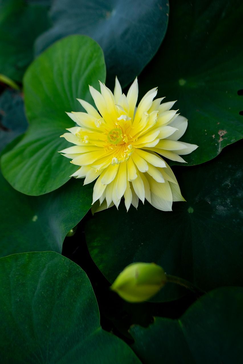 853x1280 Lotus Flower Yellow