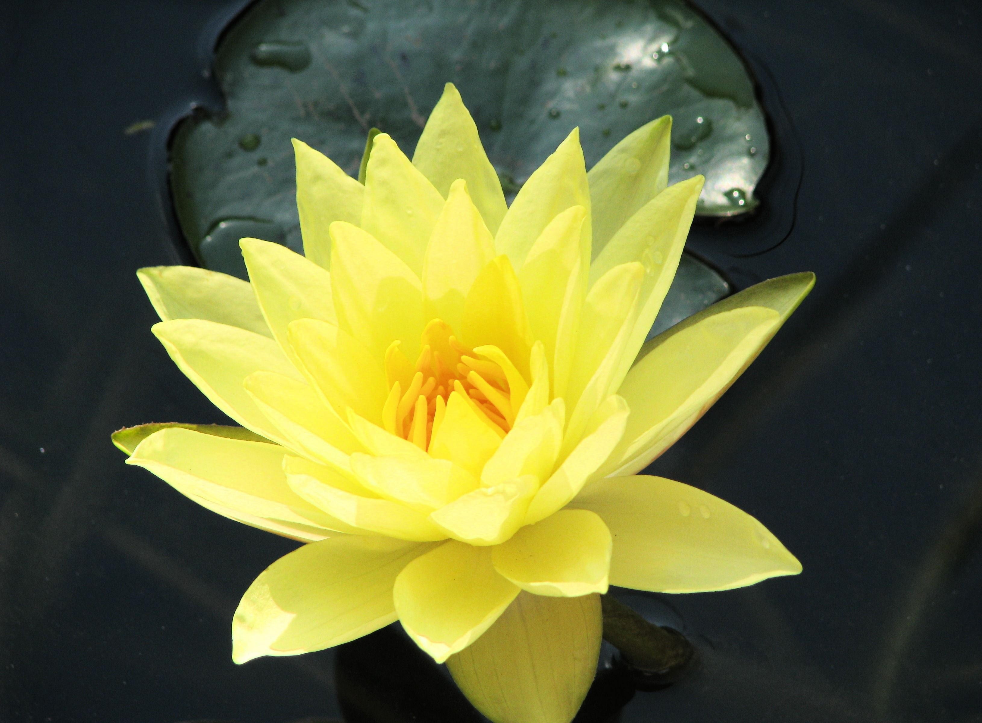 3260x2400 Yellow lotus flower HD wallpaper