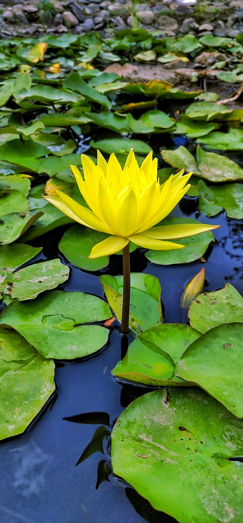 800x1723 Lotus, flowers, flower, flower, garden, lotus, nature, rameshvedpathak, wild, HD phone wallpaper