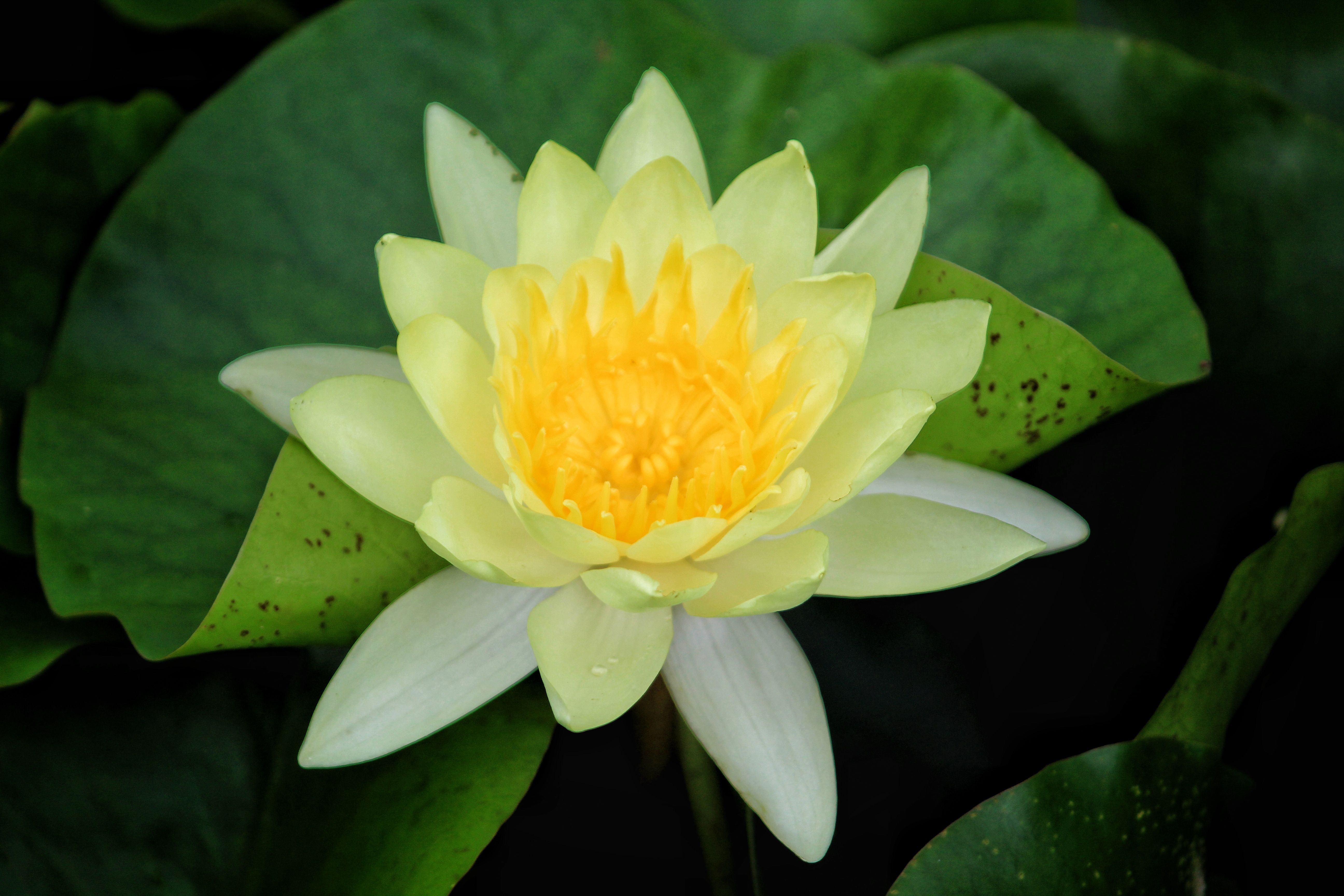 5184x3456 Yellow Lotus Flower · Free