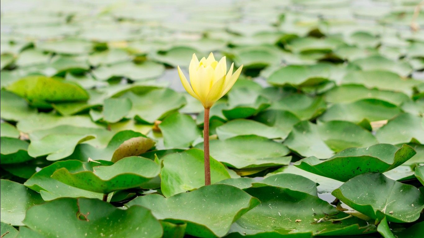 1366x768 Yellow Lotus Flower Water Green Leaves HD Flowers Wallpaper