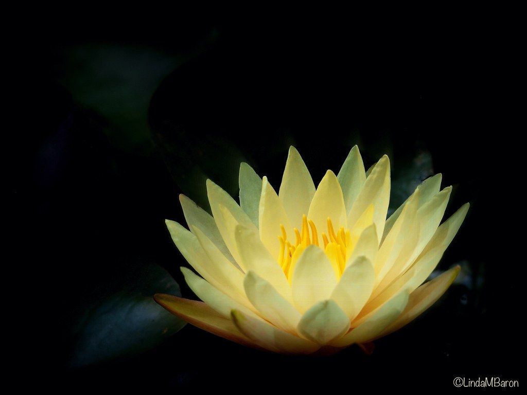 1024x768 yellow lotus. It's been a long time since I've posted anyth