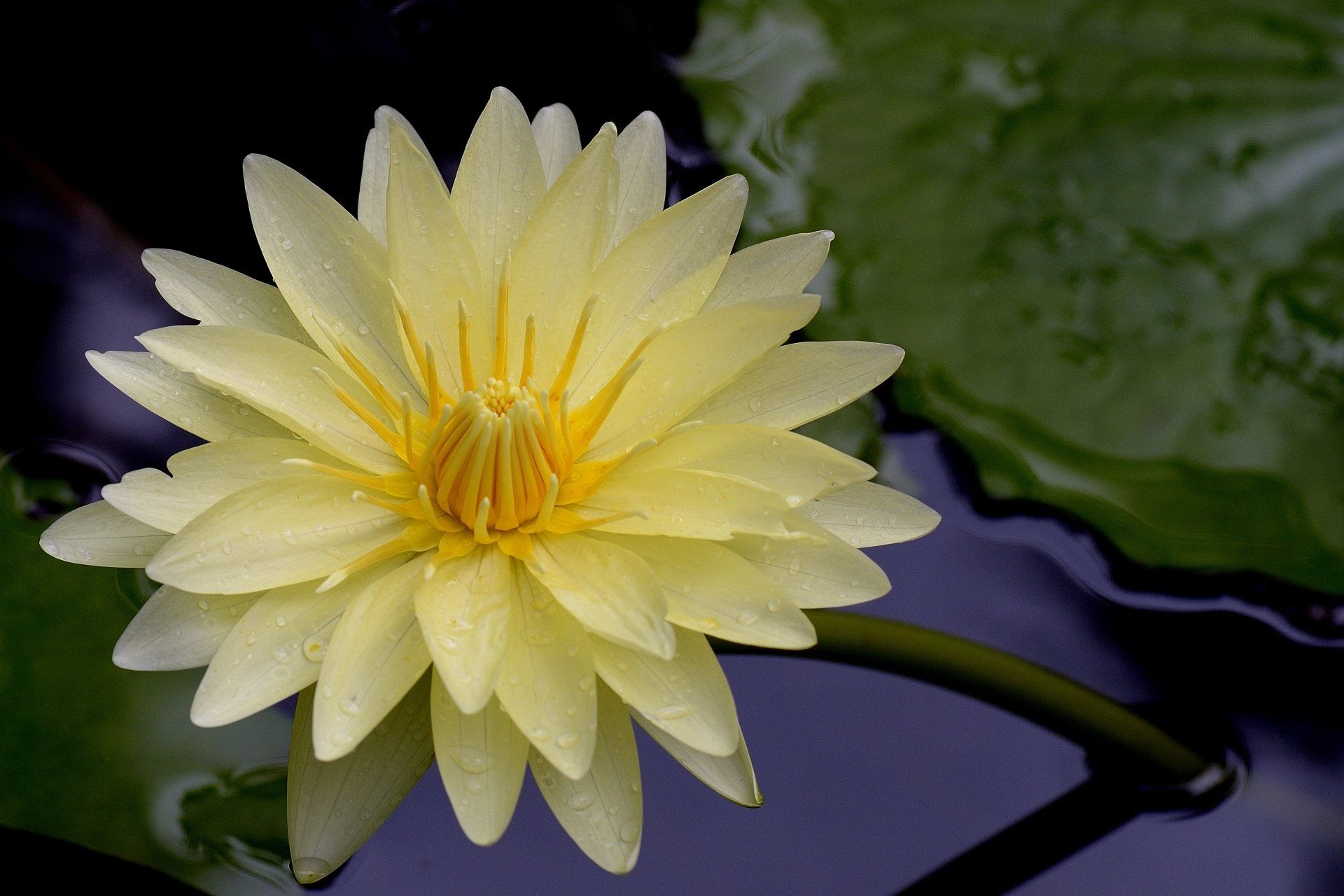 1920x1280 Stunning Yellow Lotus: 4K Ultra HD Nature Wallpaperx2739
