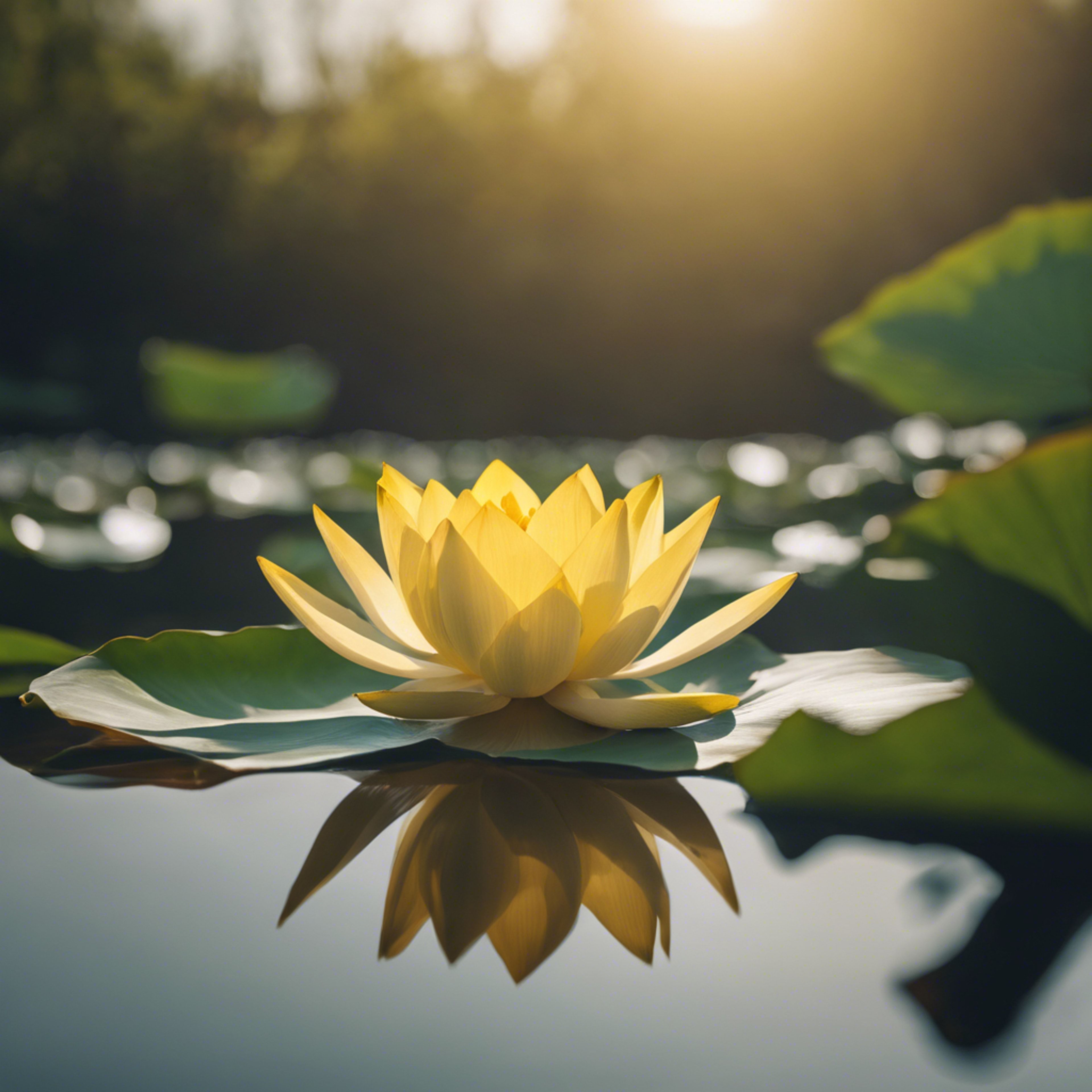 3840x3840 A yellow lotus flower blooming on a calm pond. Wallpaper [8c992d25b3D14bf3bca0]