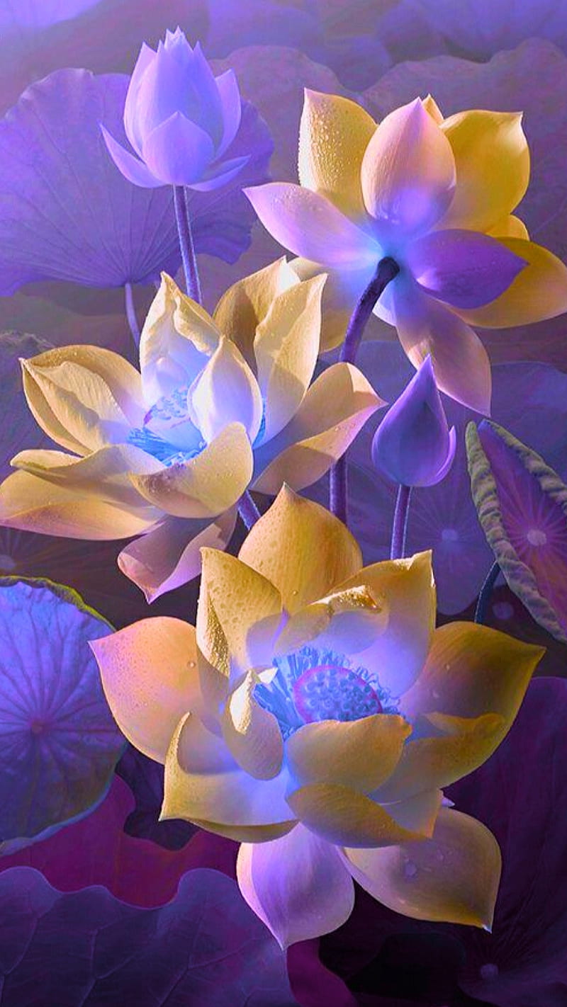800x1422 Lotus flowers, flower, purple, yellow, HD phone wallpaper