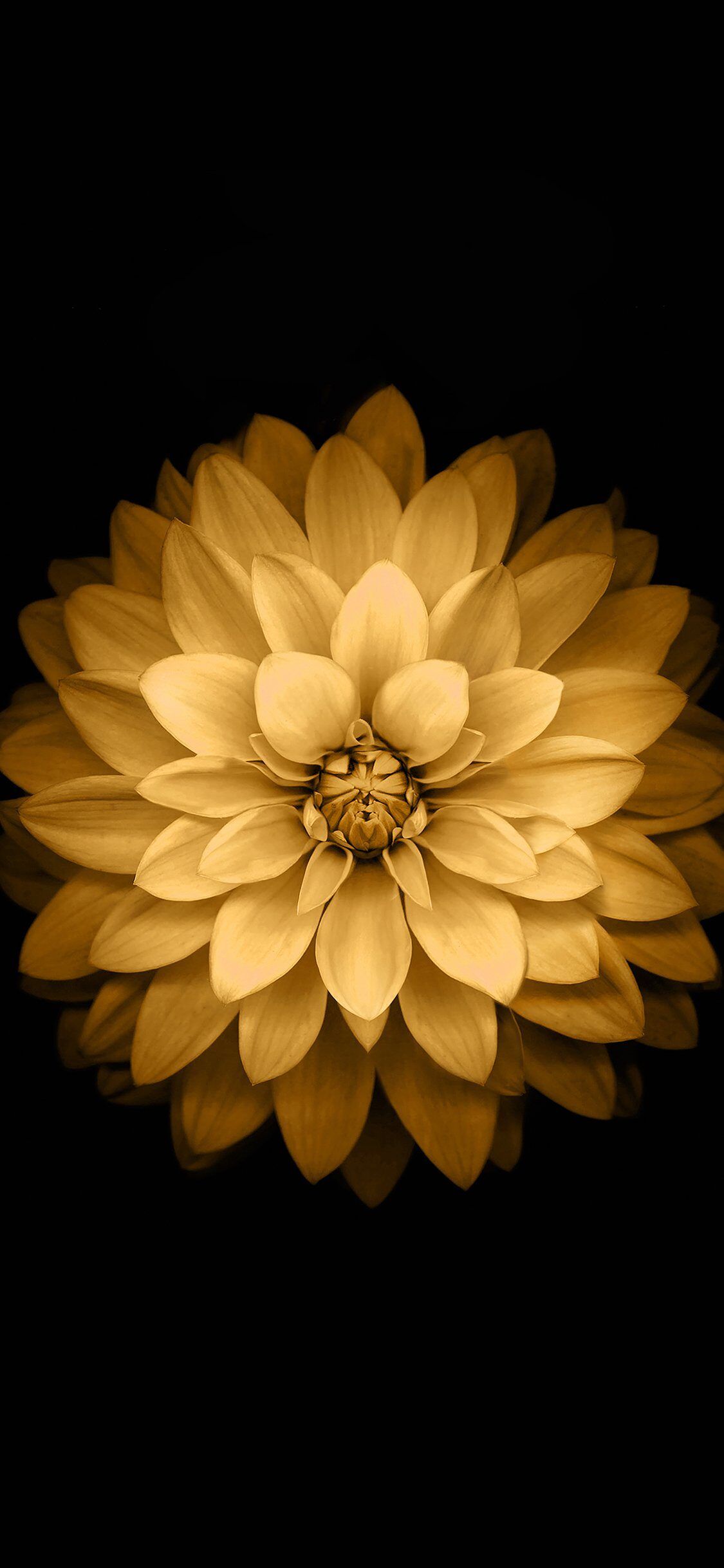1125x2436 Apple Yellow Lotus iPhone6 Plus Ios8 Flower iPhone Wallpaper
