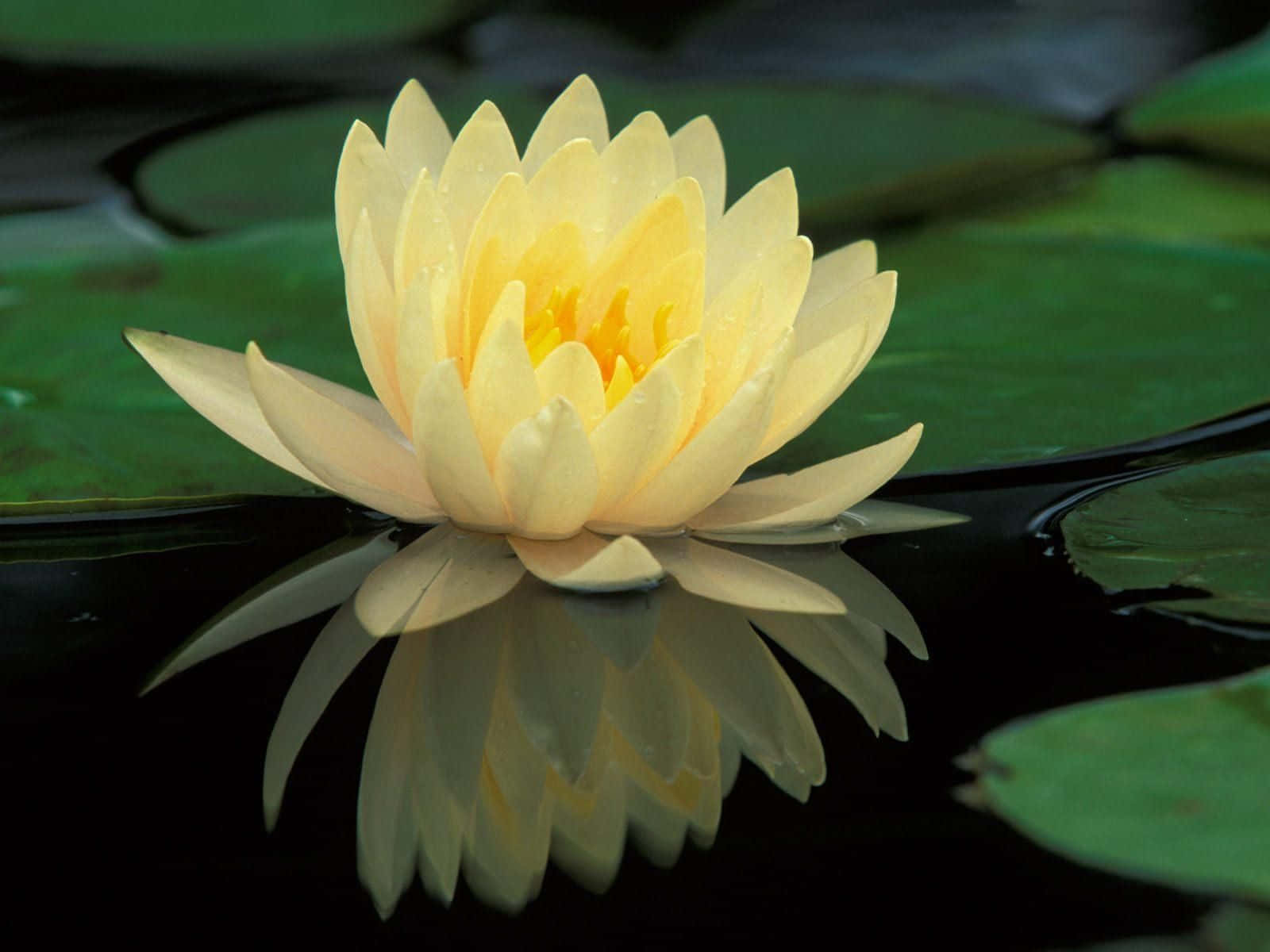 1600x1200 Download Lotus Flower Picture
