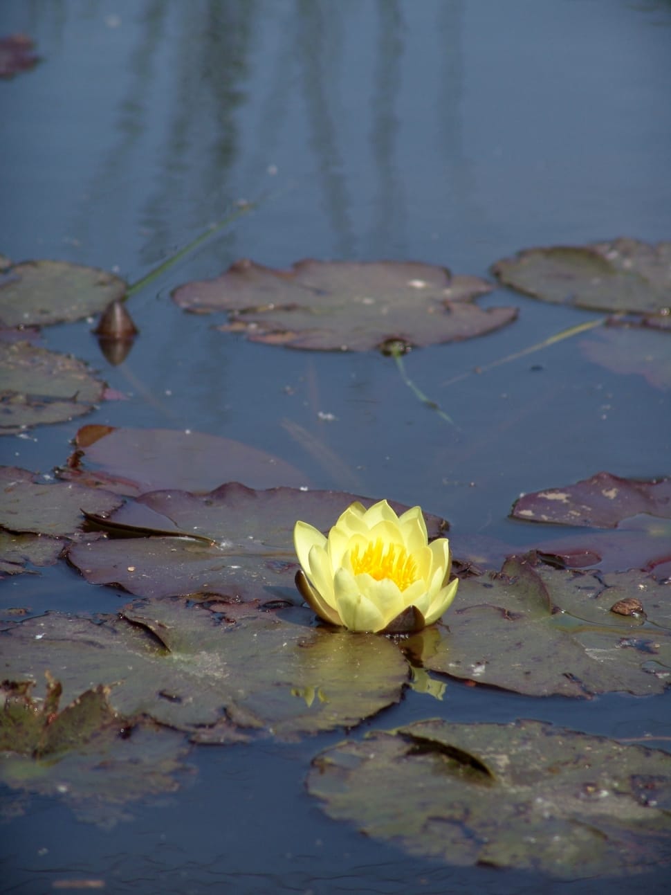 970x1293 yellow lotus flower free image