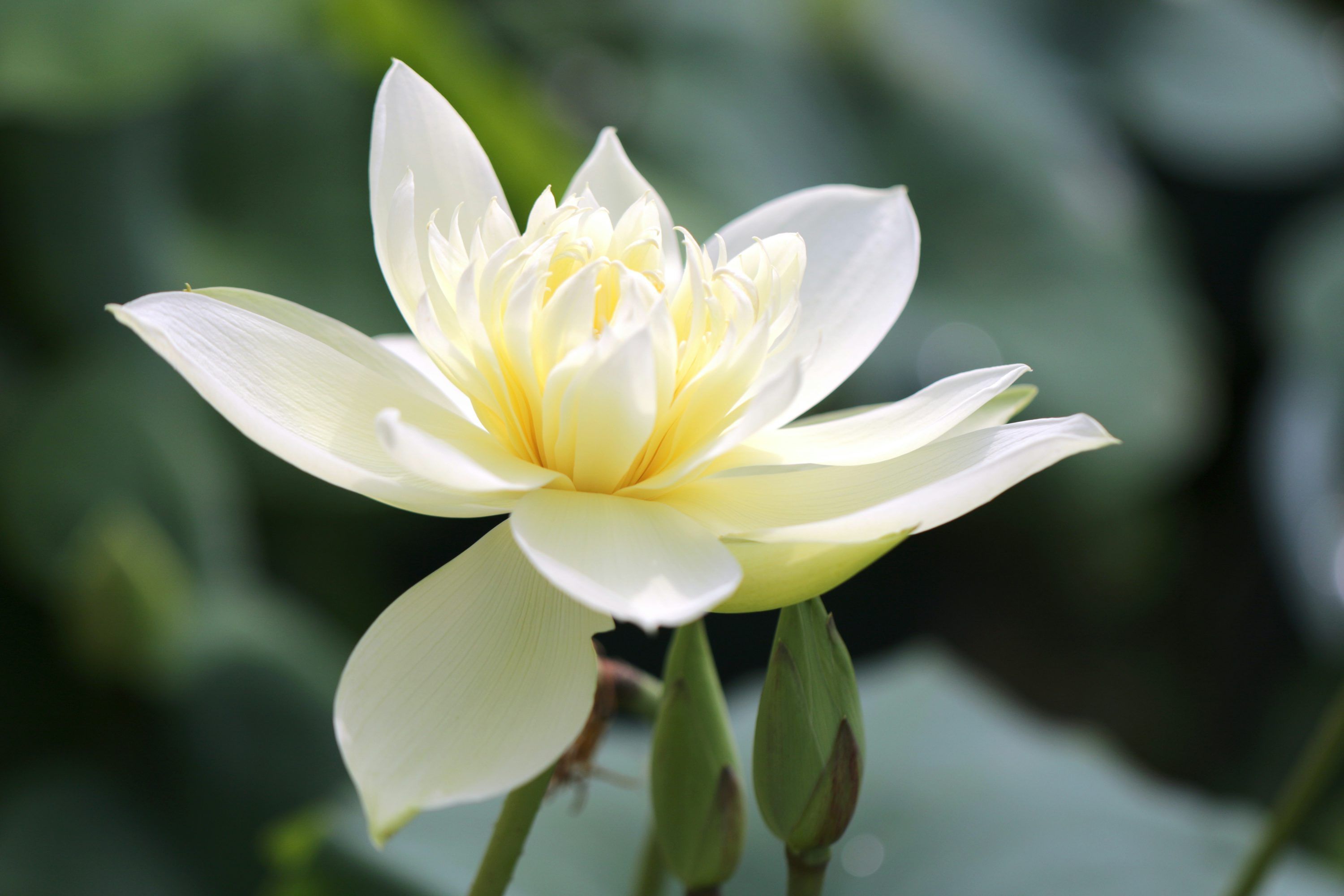 3000x2000 A beautiful, yellow lotus flower blooms in the water. photo