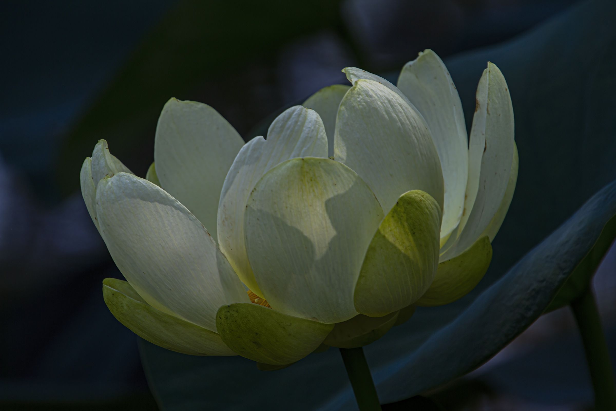 2400x1600 American Lotuses