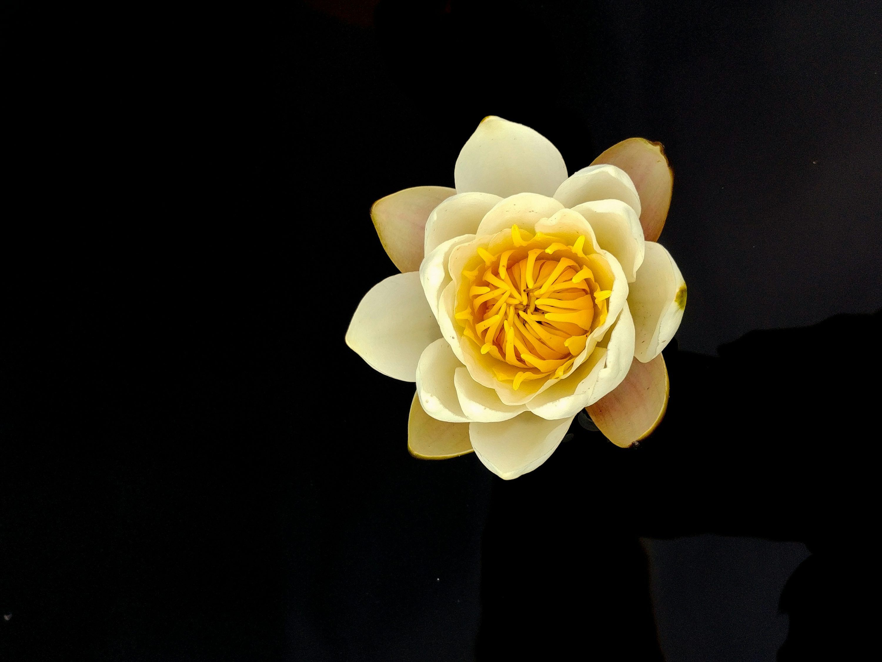 3000x2250 A white flower with yellow center photo