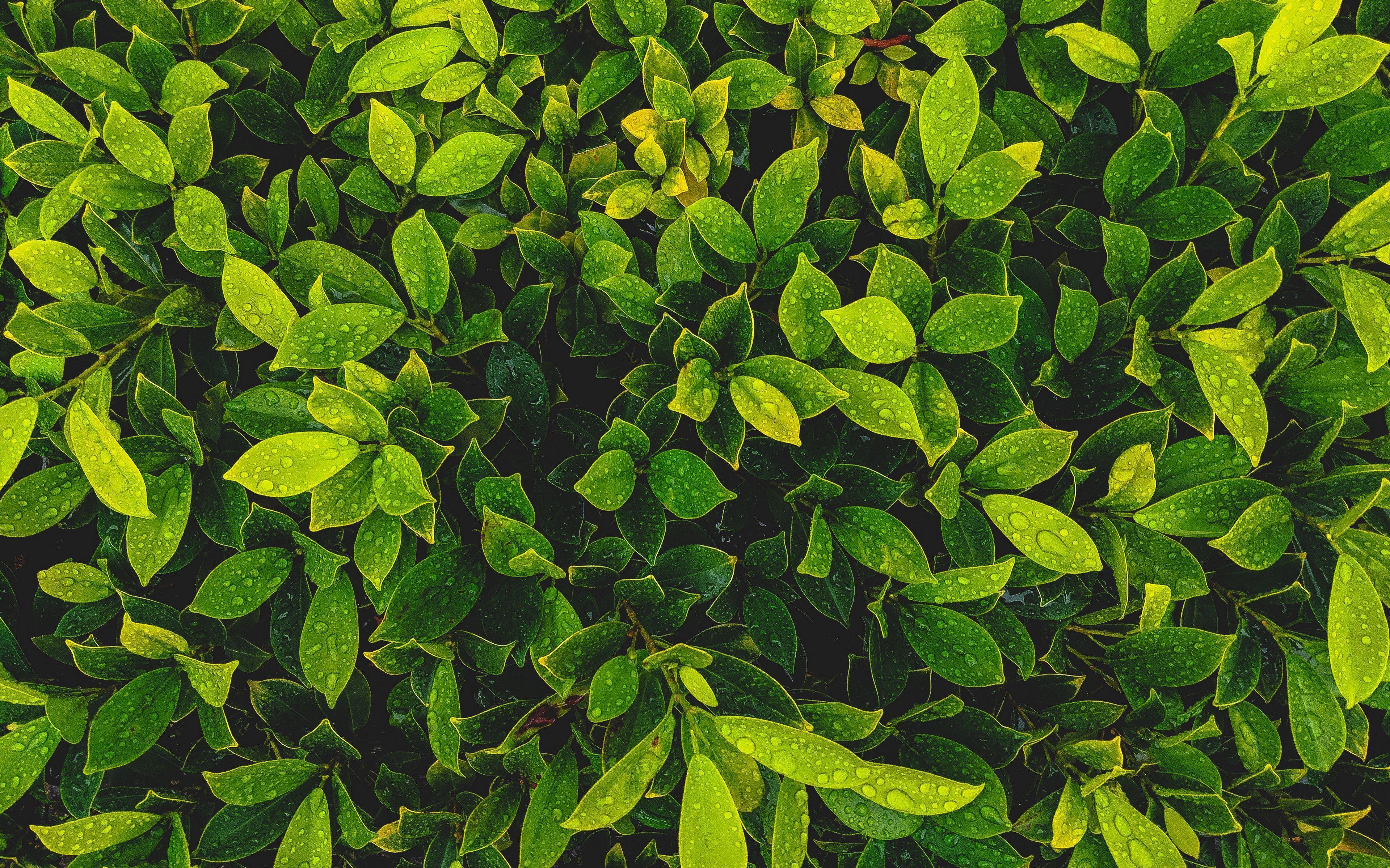 3840x2400 Download wallpaper 3840x2400 leaves, plant, drops, green 4k ultra