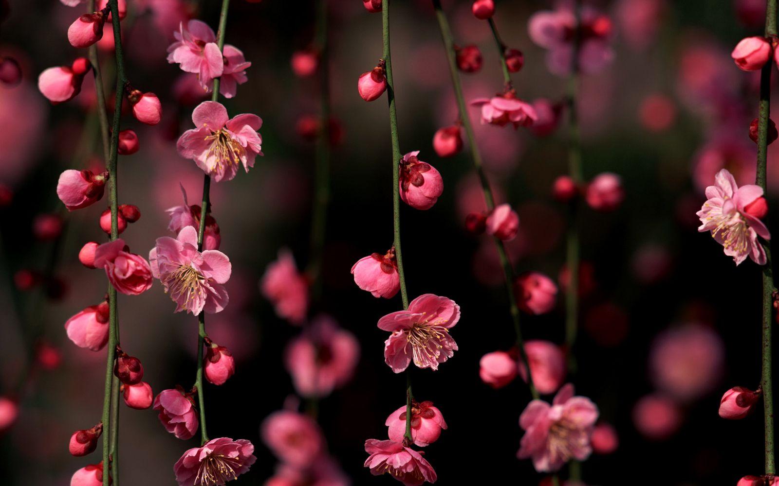1600x1000 Hình nền Hoa anh đào 6565 1600x1000 px